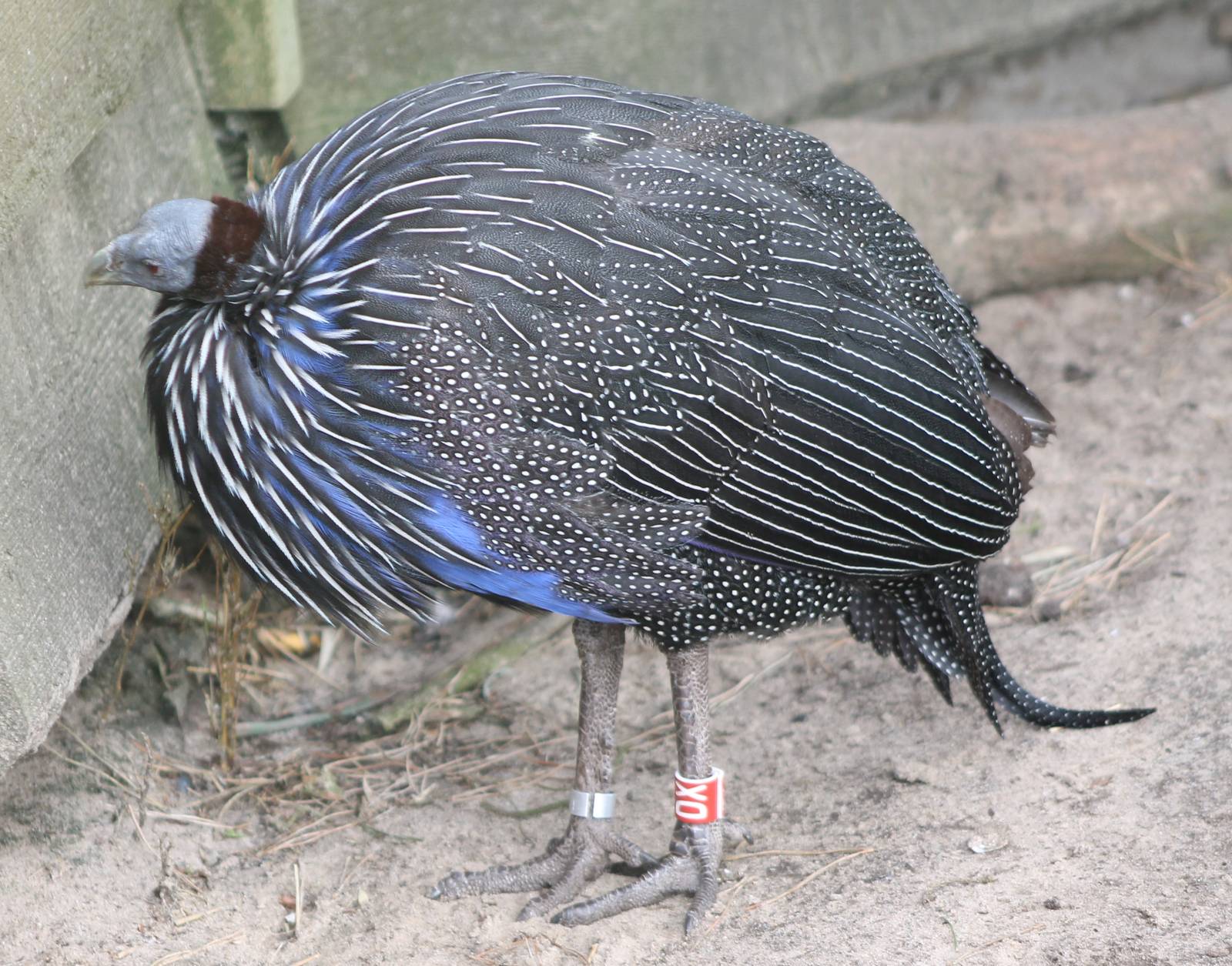 Vulturine guineafowl