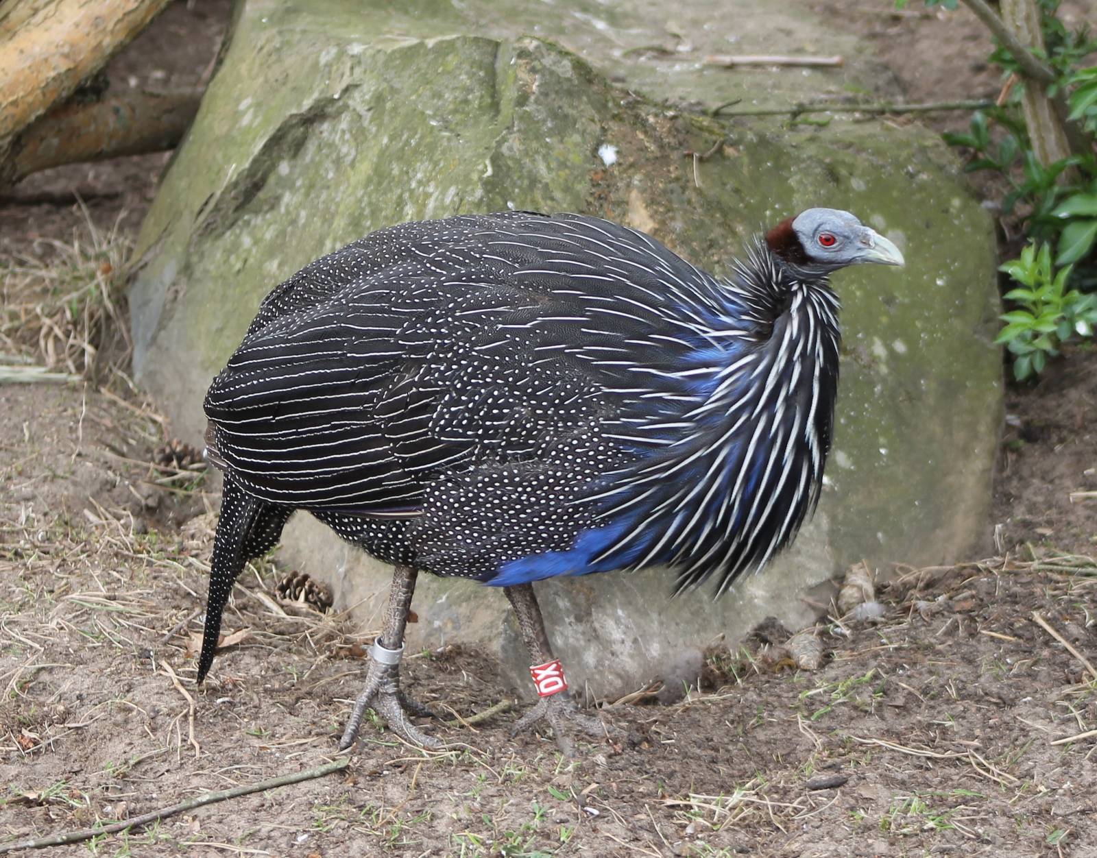 Vulturine guineafowl