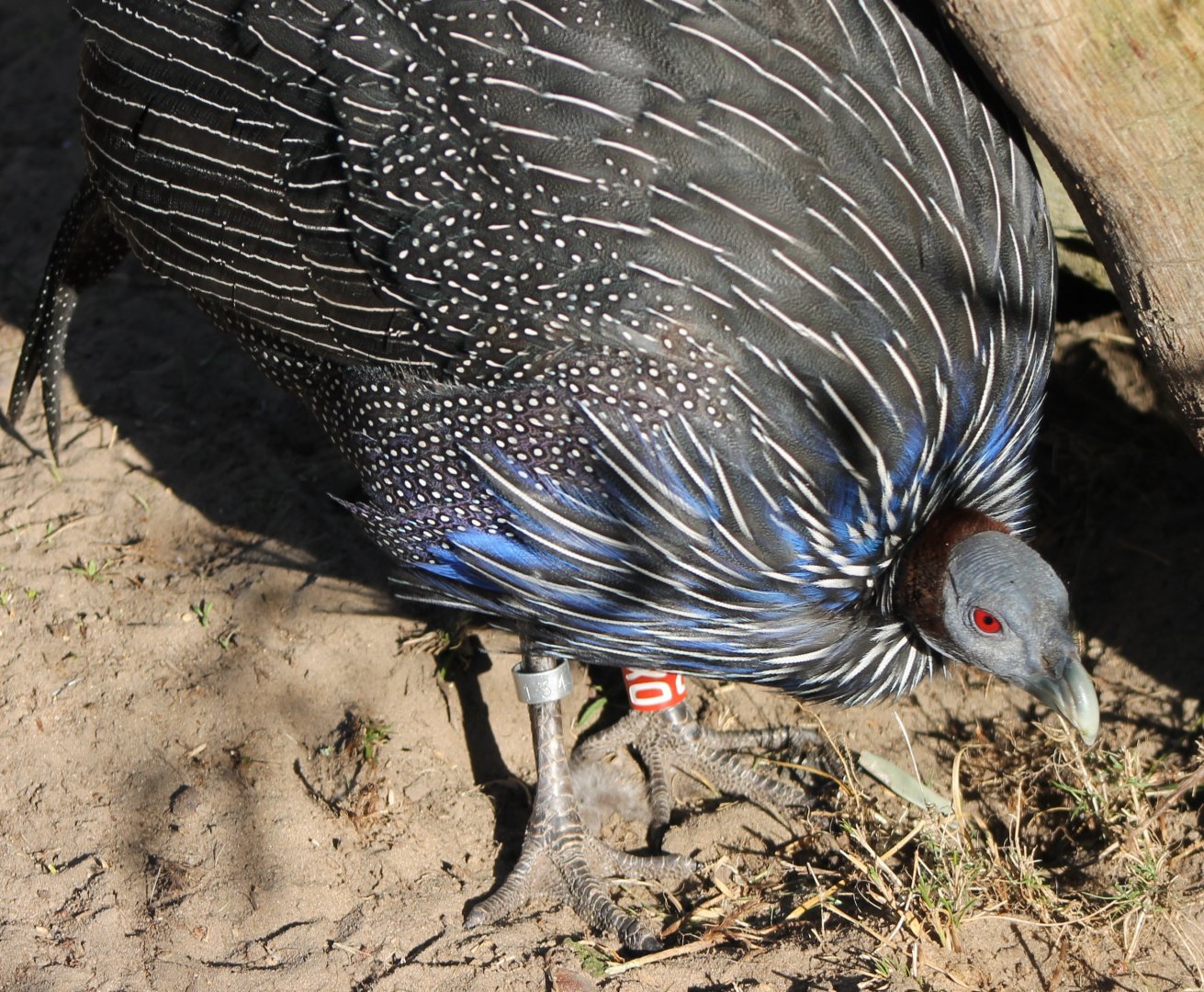 Vulturine guineafowl