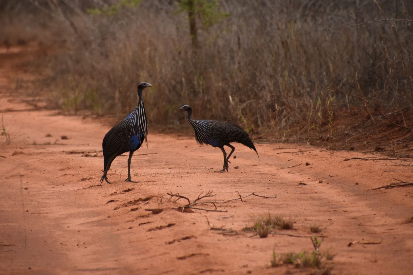 Vulturine guineafowl