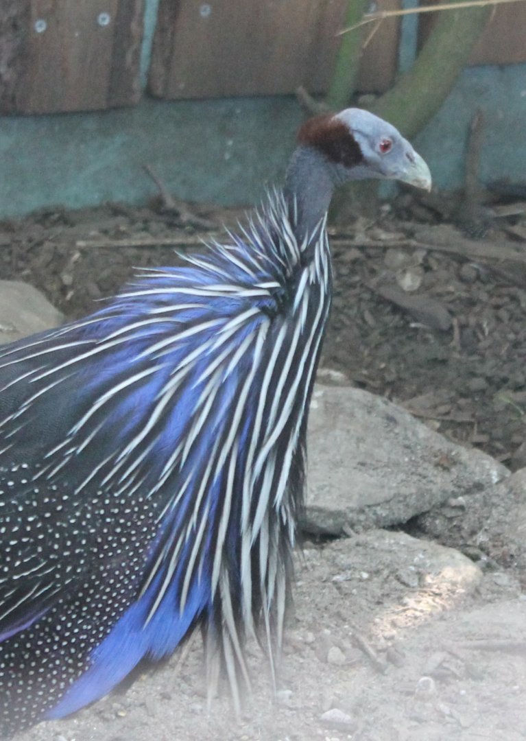 Vulturine guineafowl