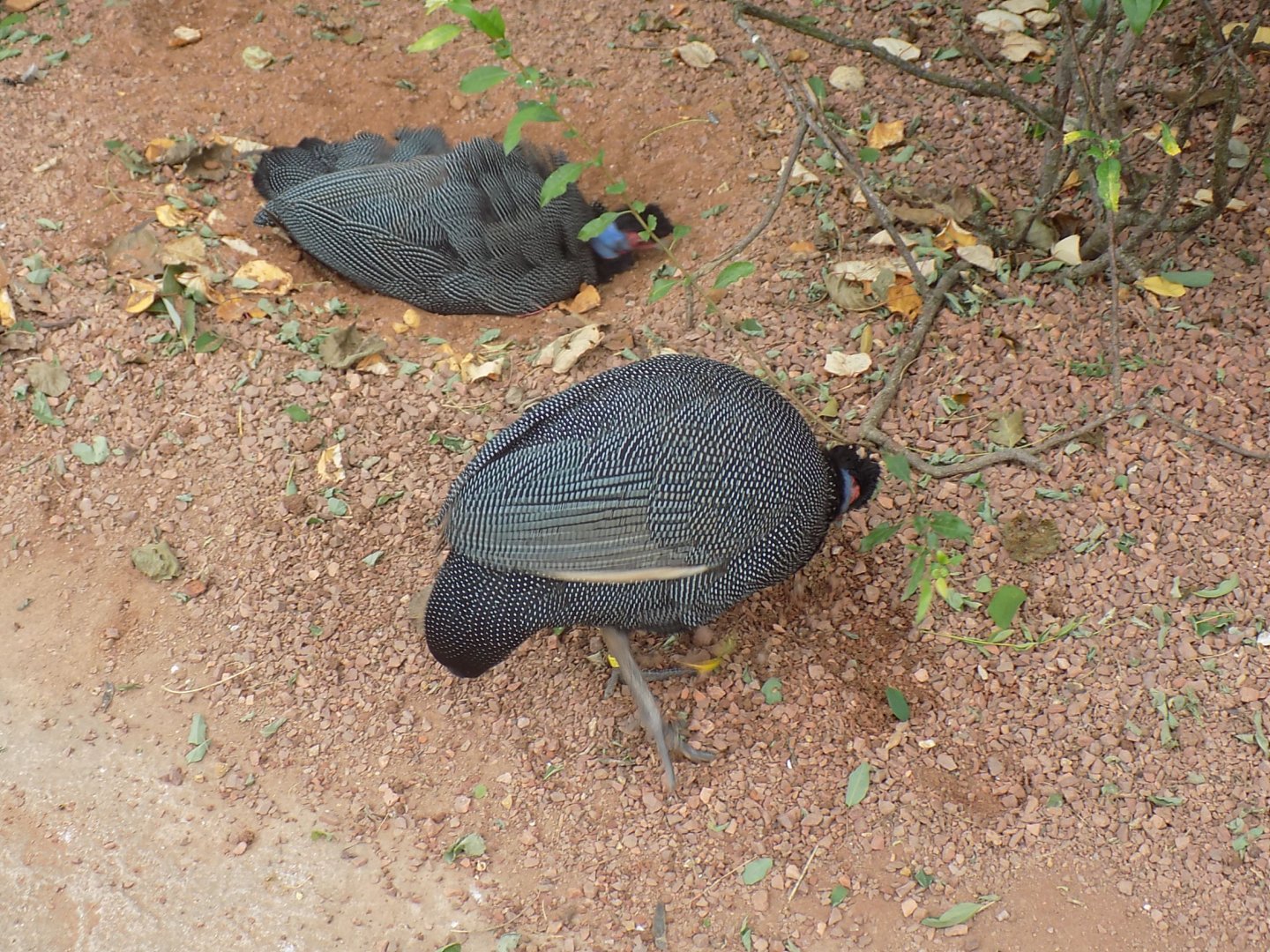 Vulturine Guineafowl