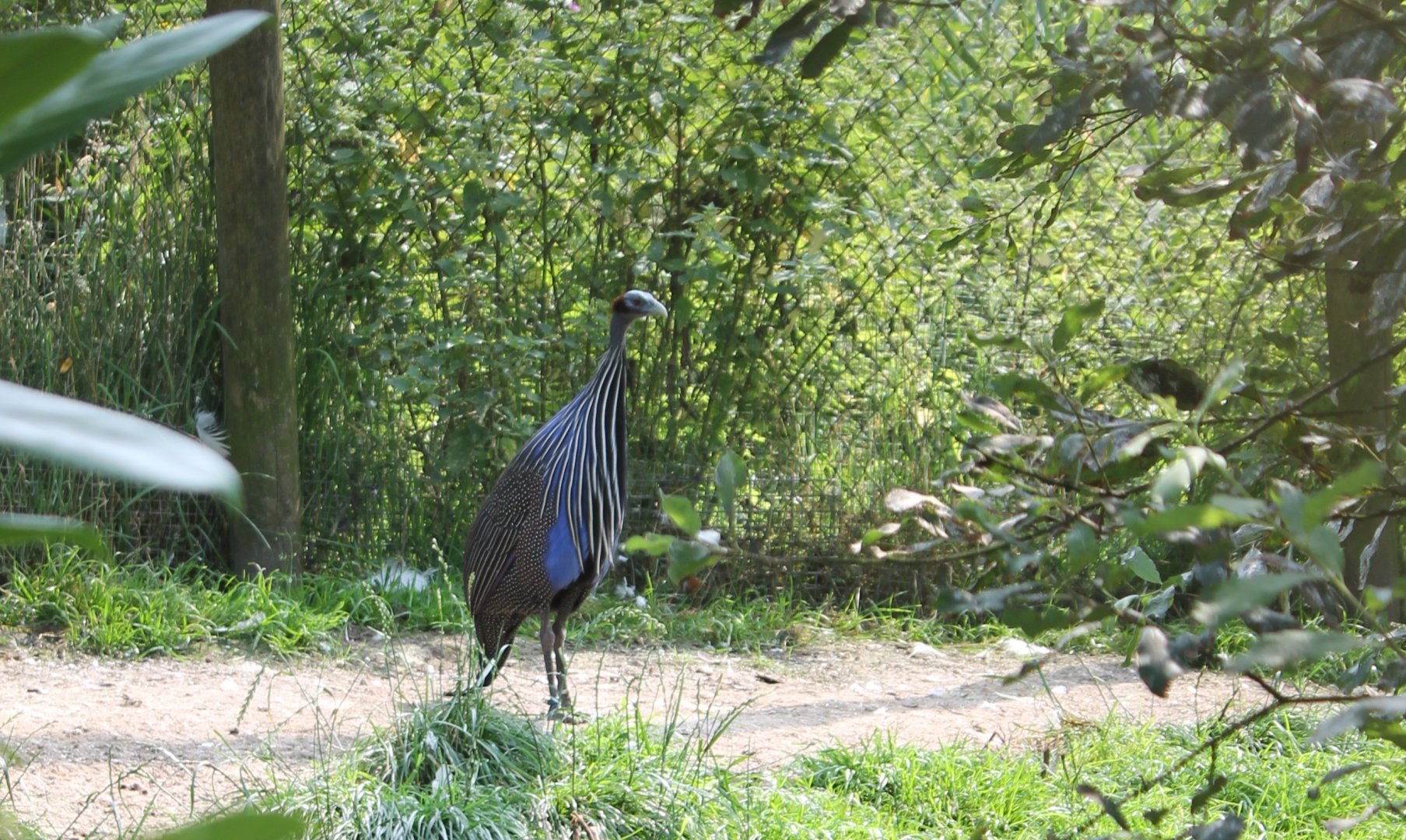 Vulturine guineafowl