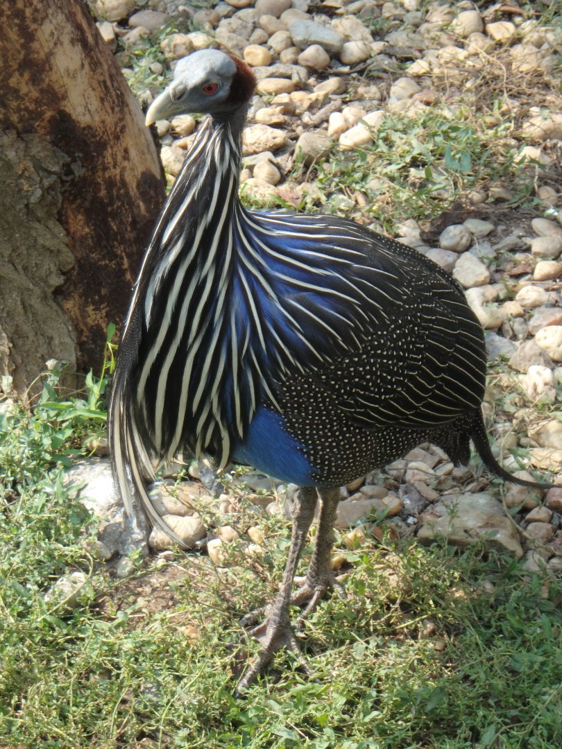 Vulturine guineafowl
