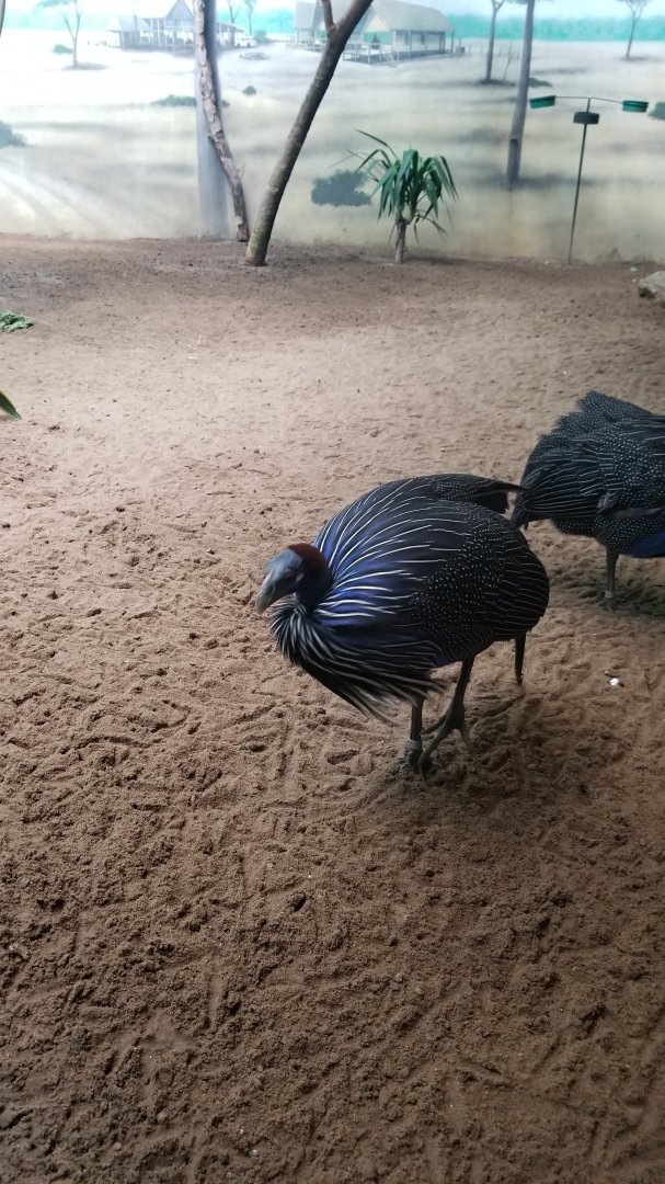 Vulturine Guineafowl