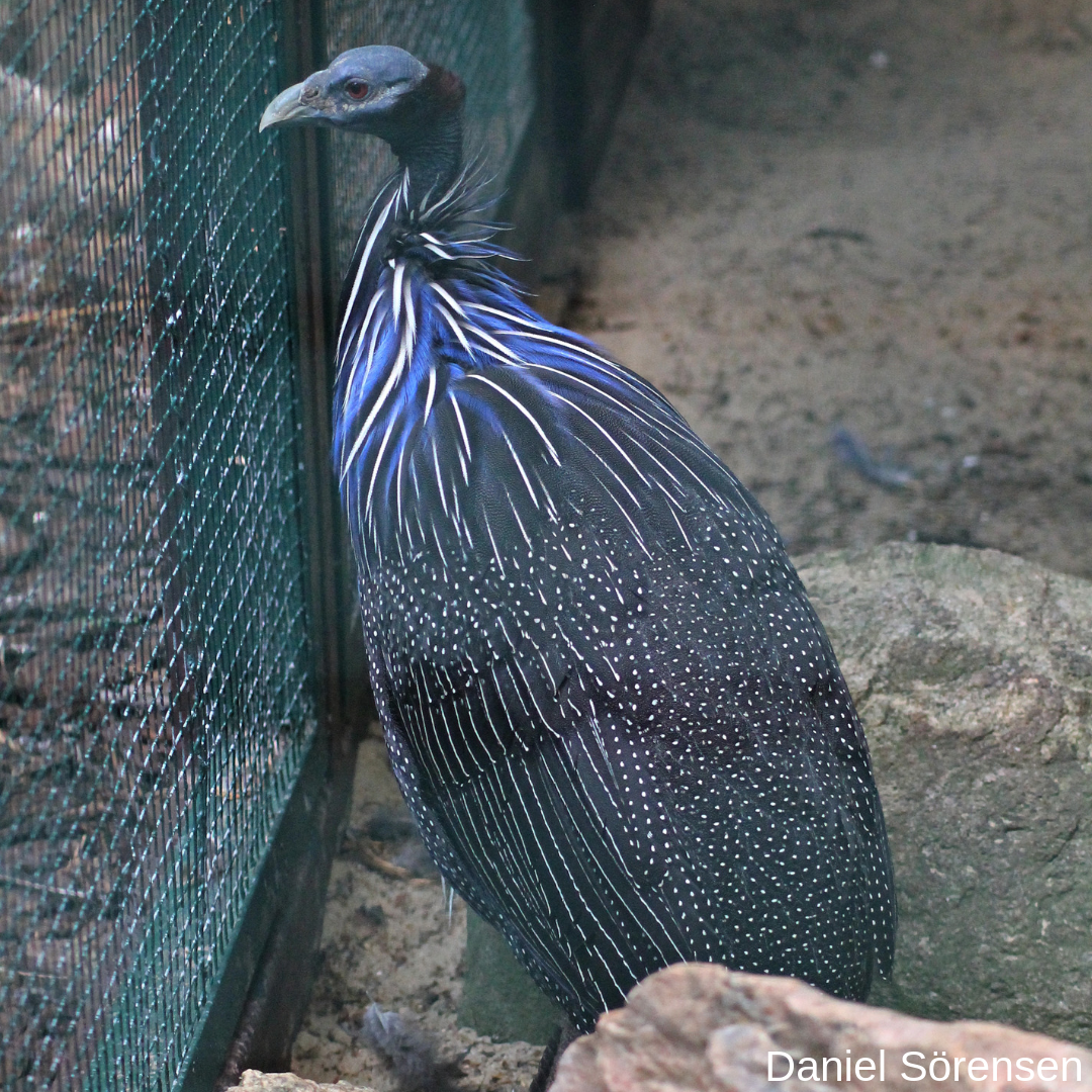 Vulturine guineafowl