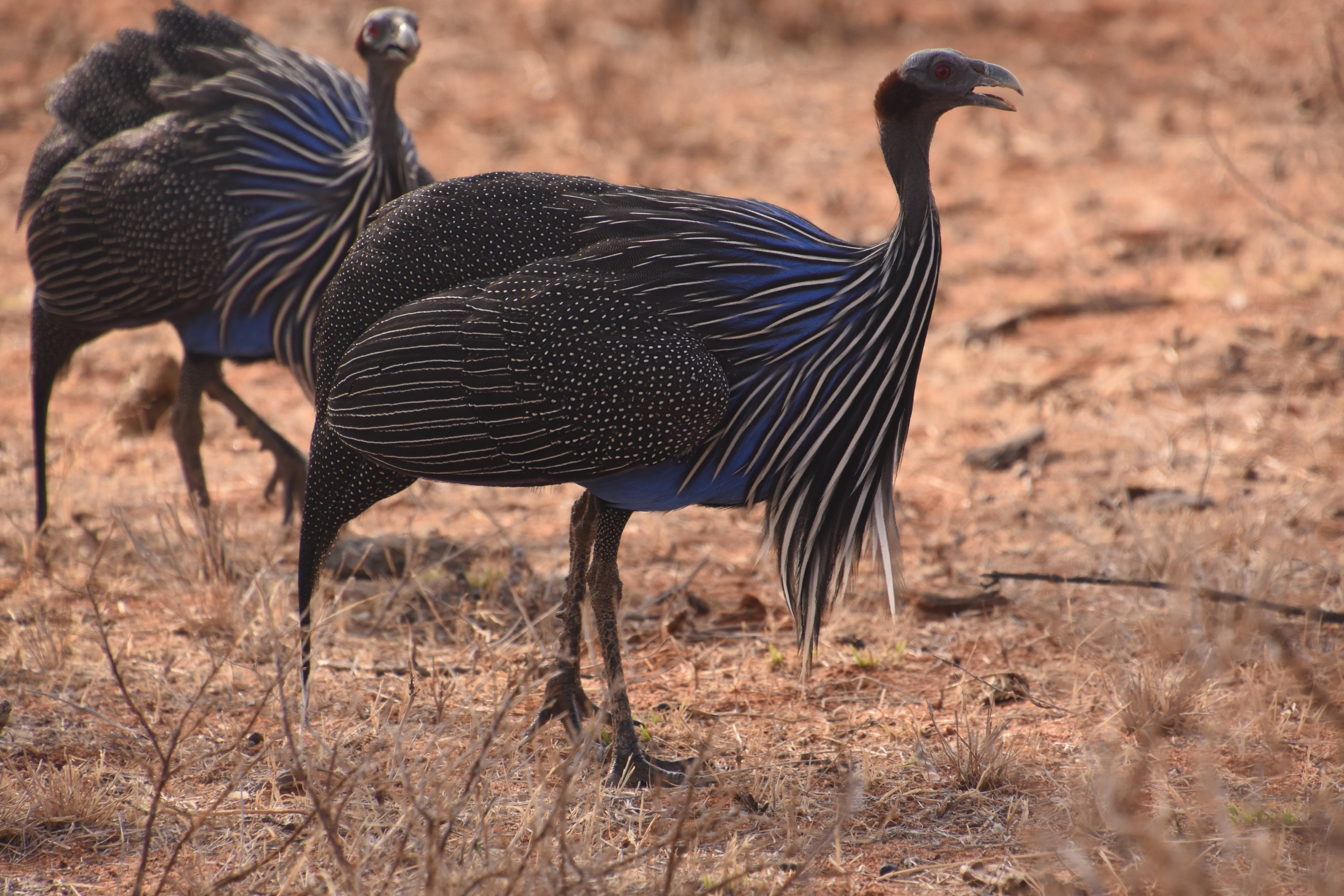 Vulturine guineafowl