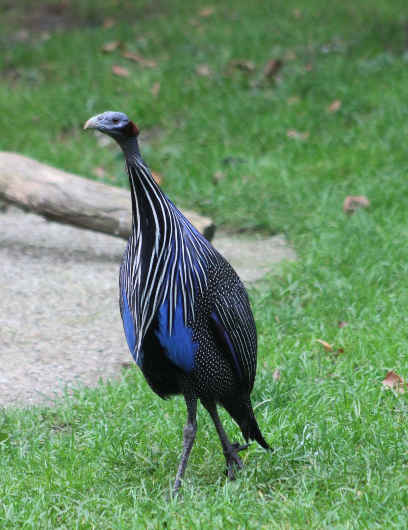 Vulturine guineafowl