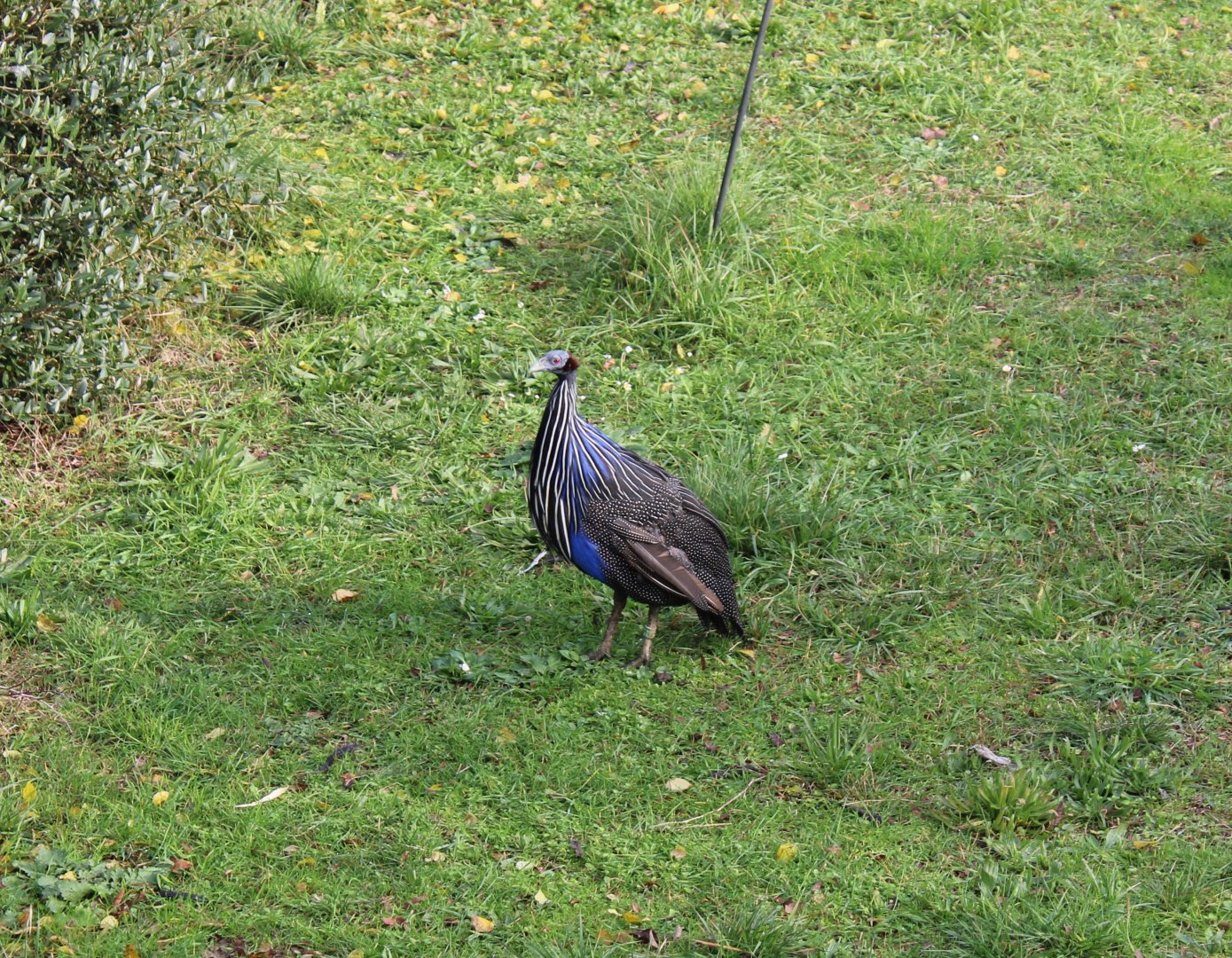Vulturine guineafowl