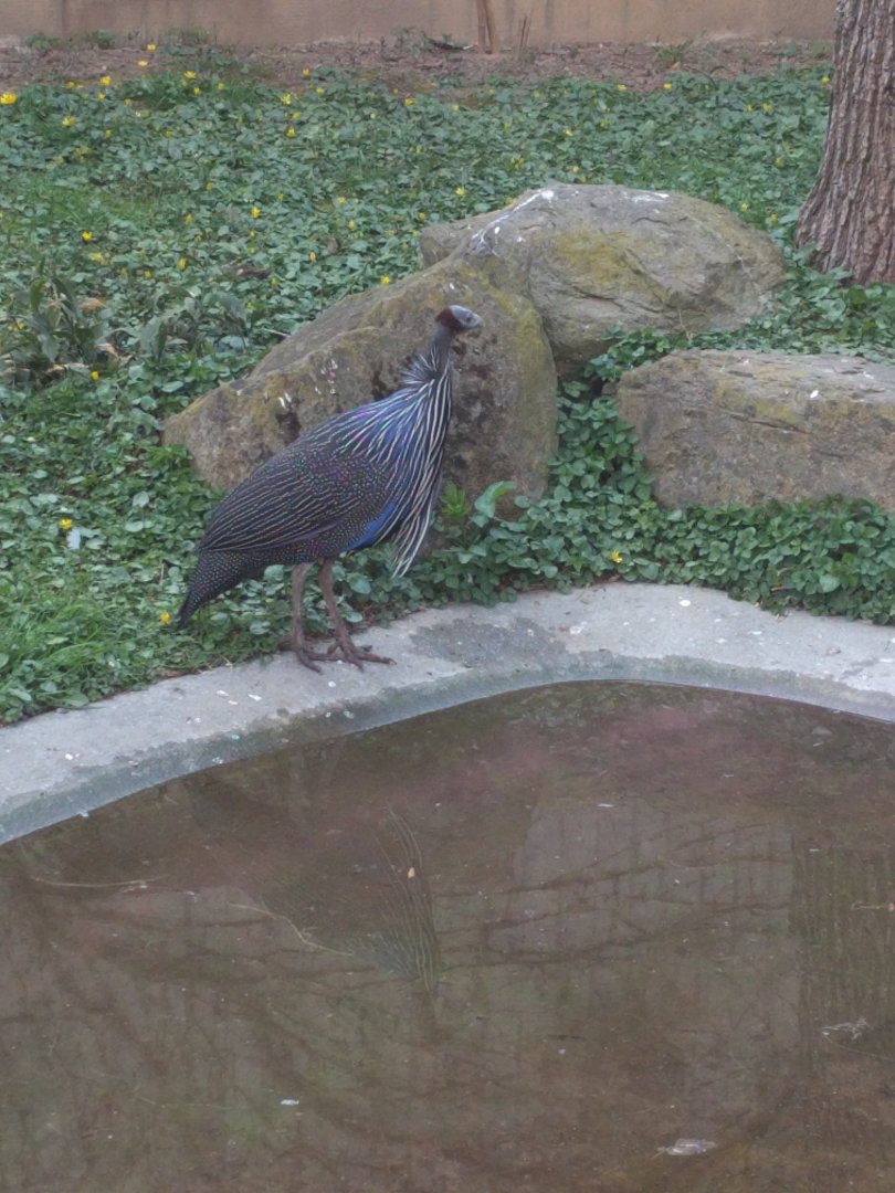 Vulturine Guineafowl
