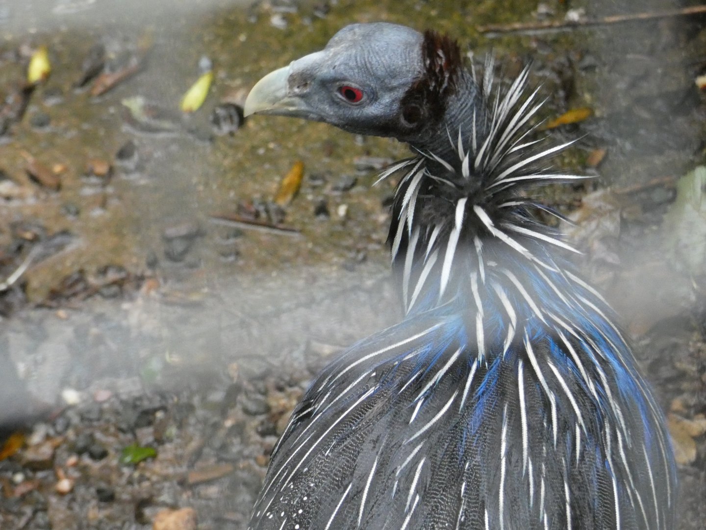 Vulturine Guineafowl