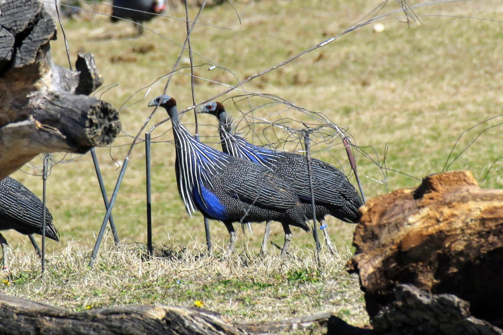 Vulturine Guineafowl