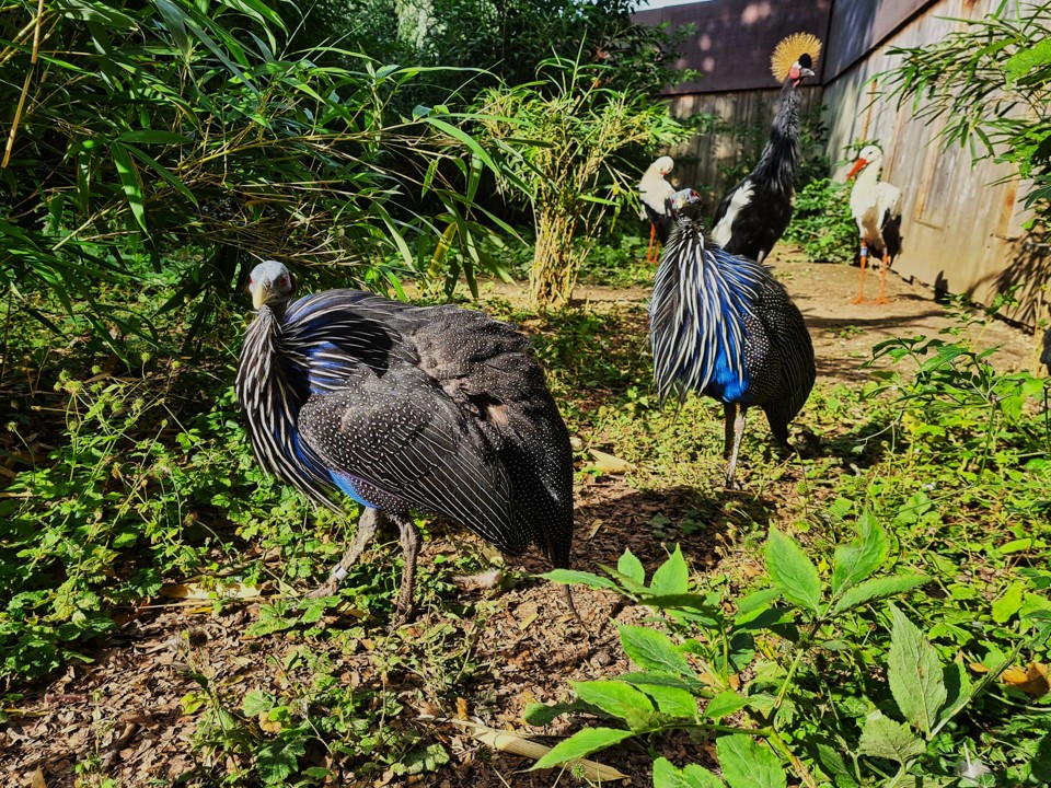 Vulturine guineafowl