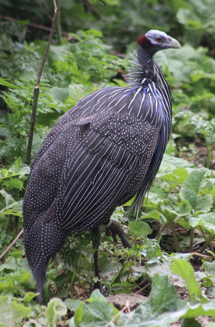 Vulturine guineafowl