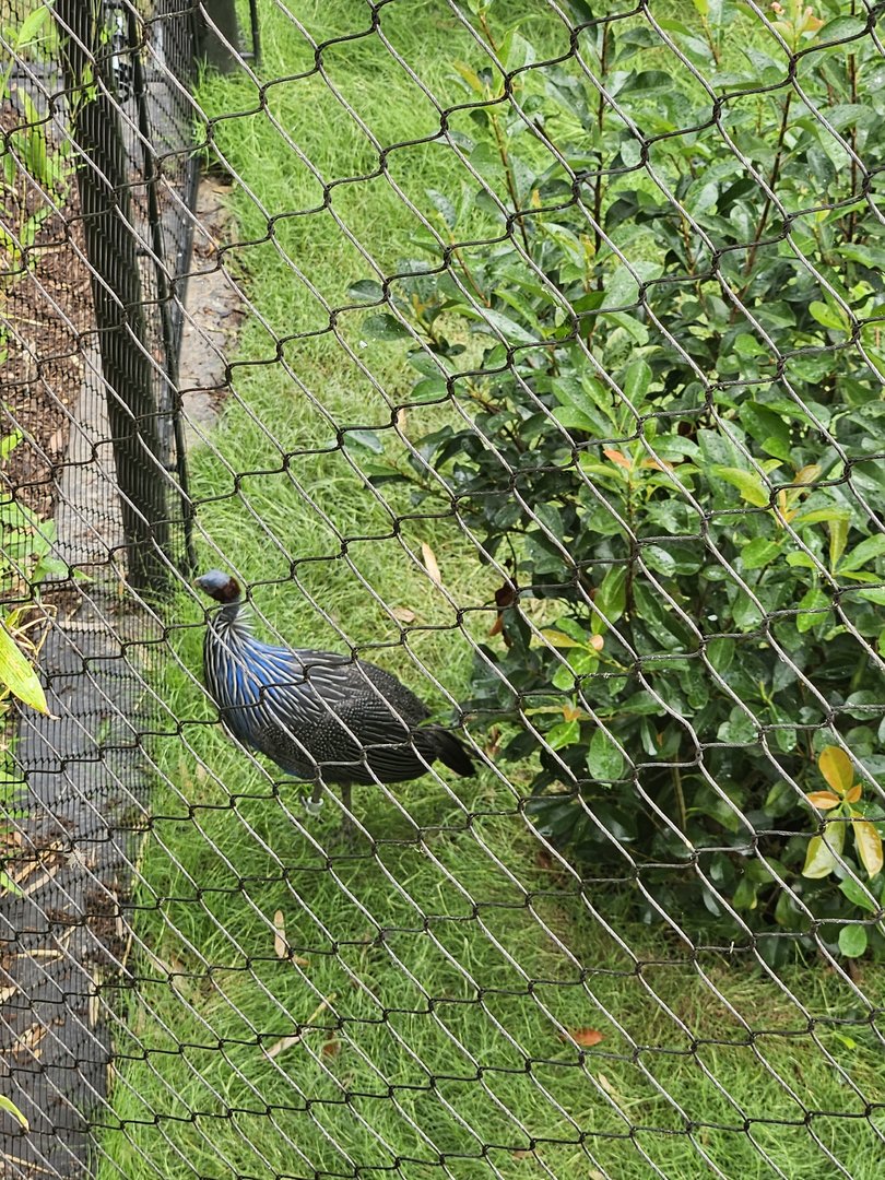 Vulturine guineafowl