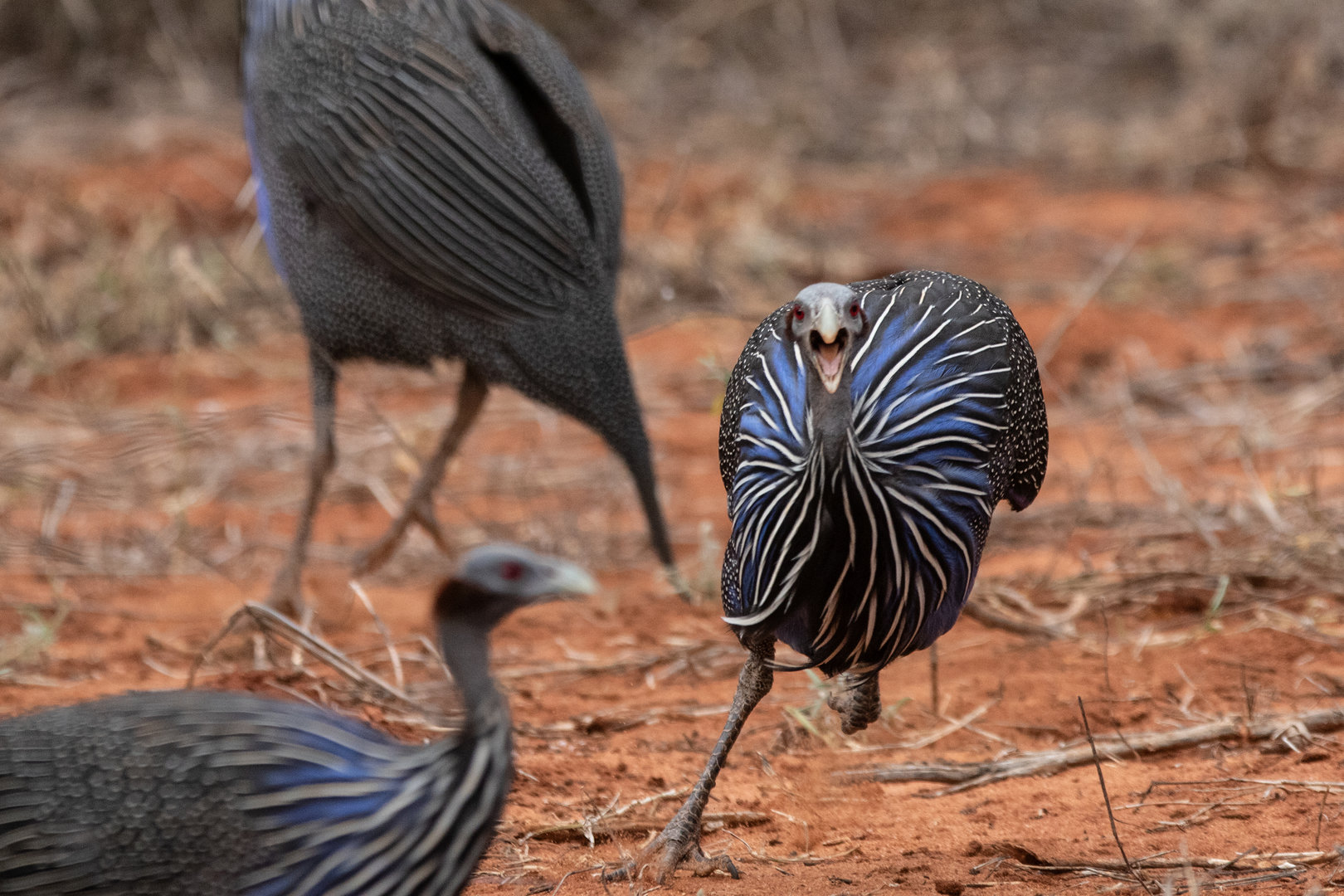 Vulturine Guineafowl