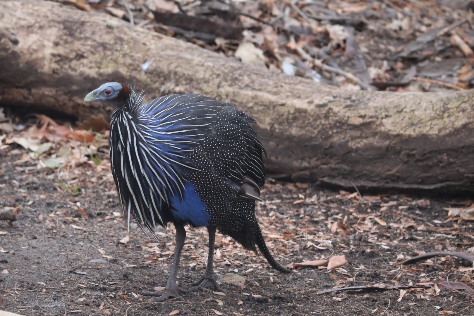 Vulturine Guineafowl