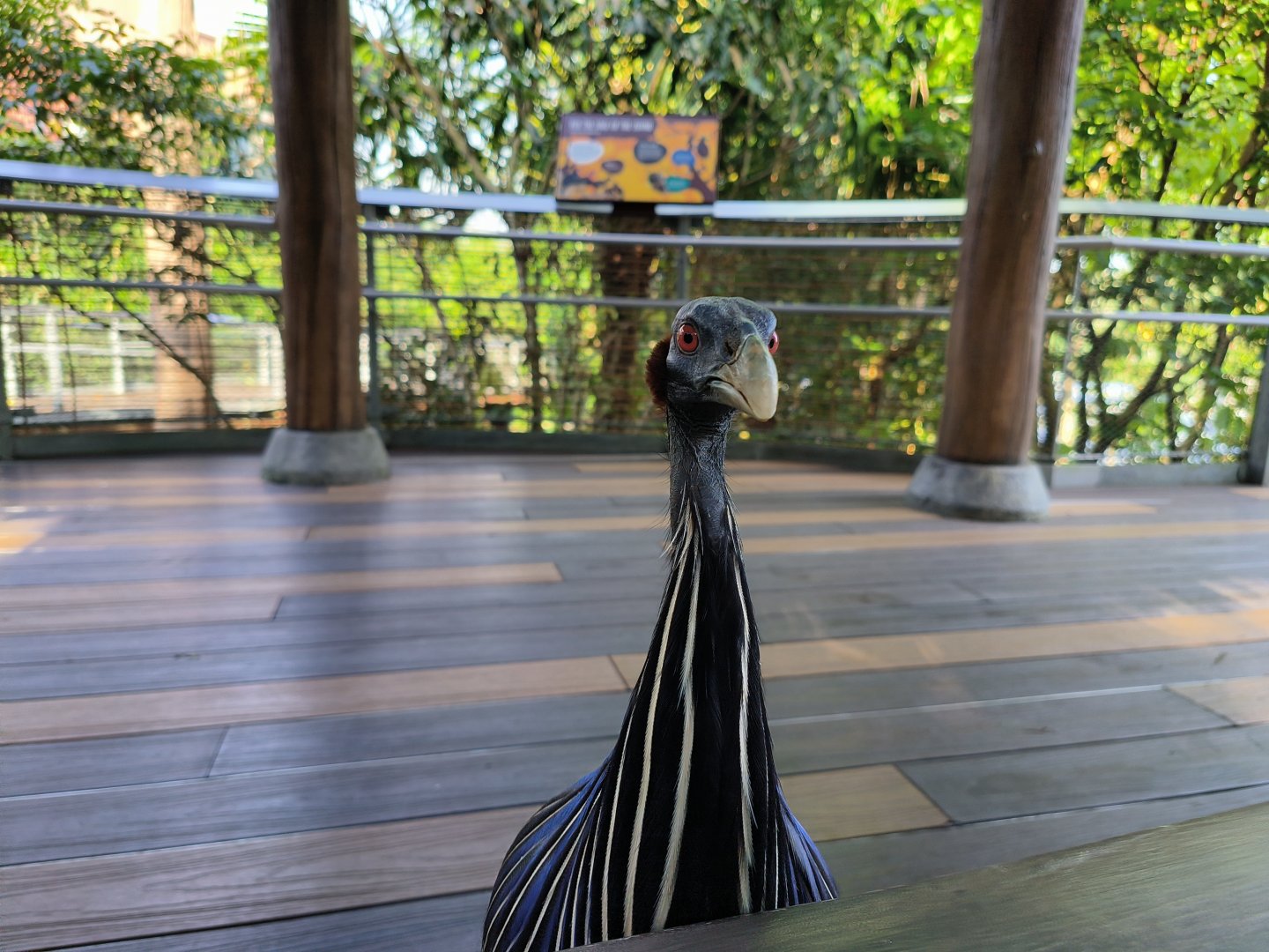 Vulturine Guineafowl