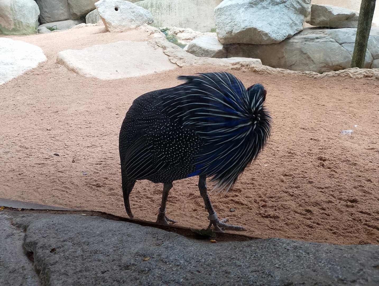 Vulturine guineafowl