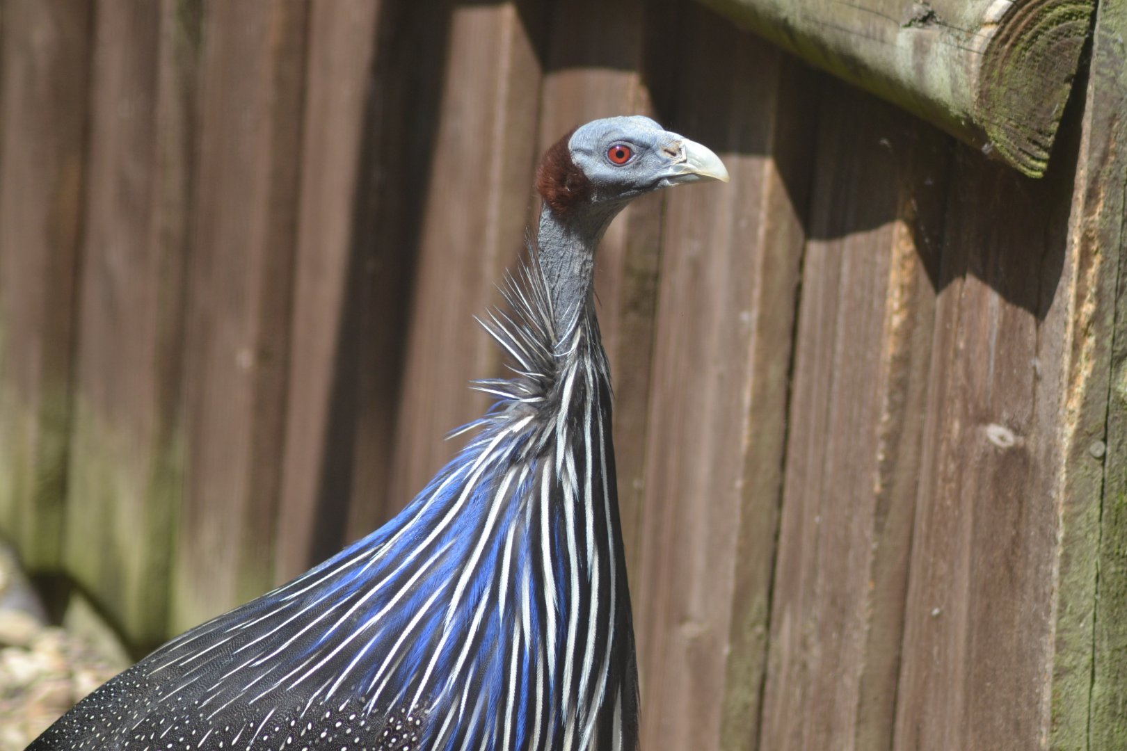 Vulturine guineafowl