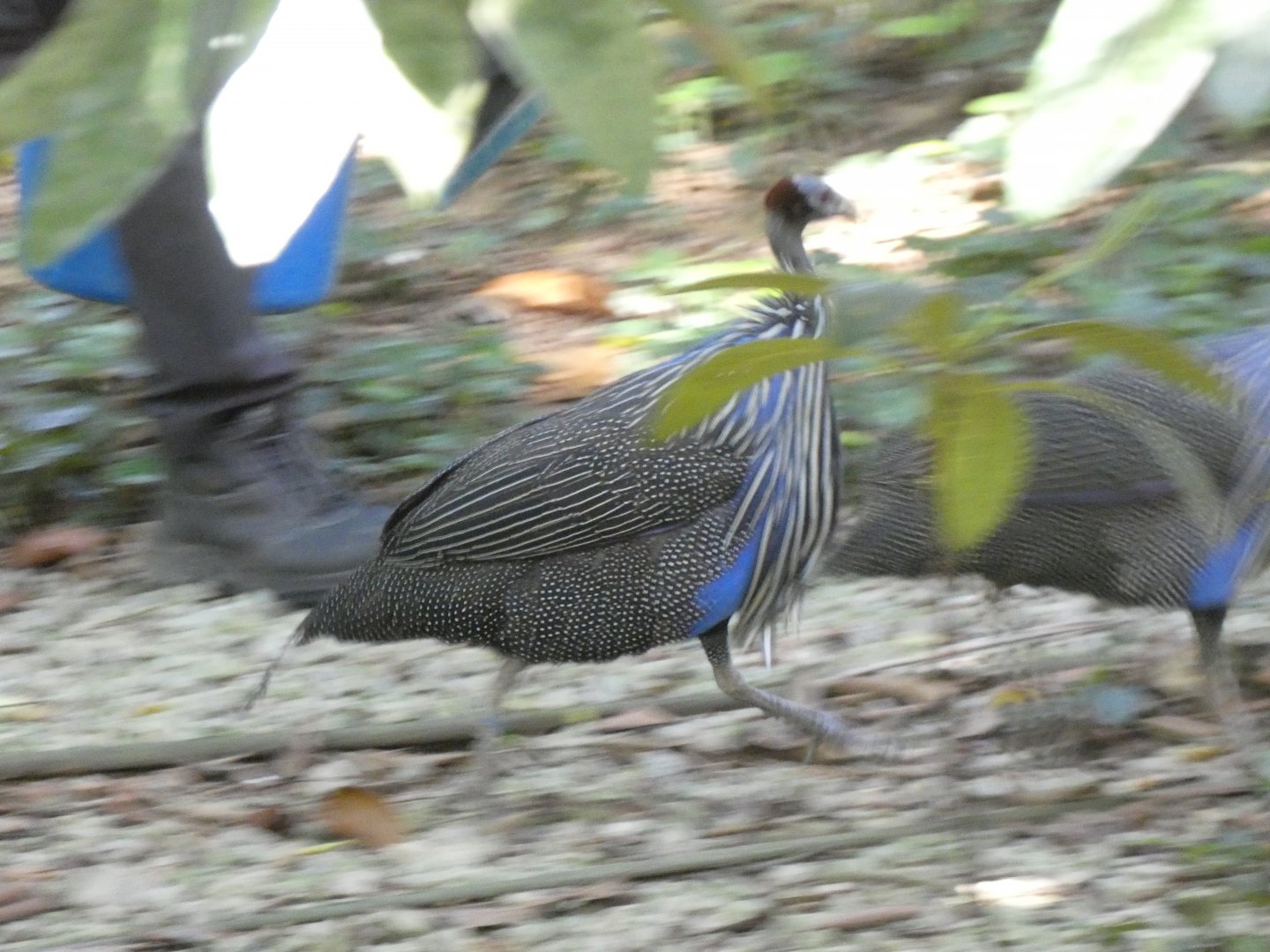 Vulturine guineafowl