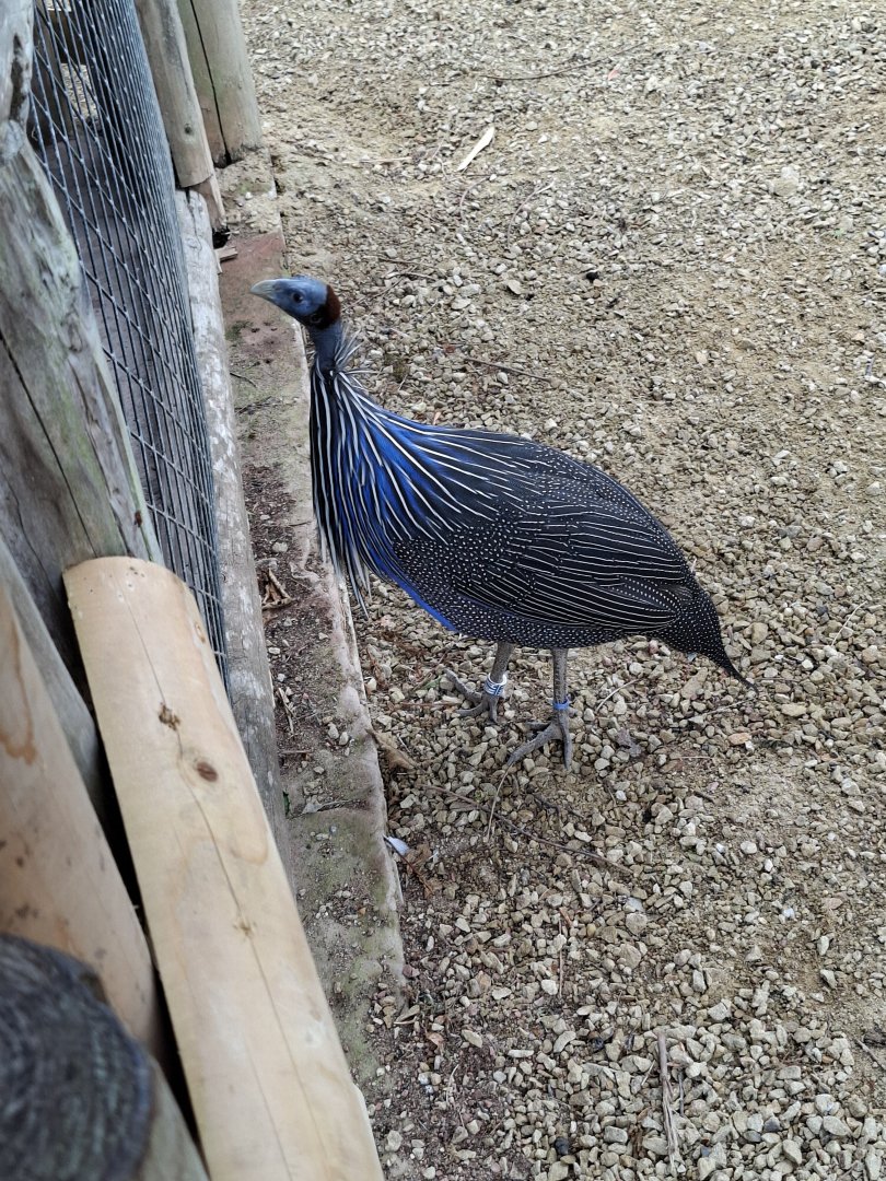Vulturine Guineafowl