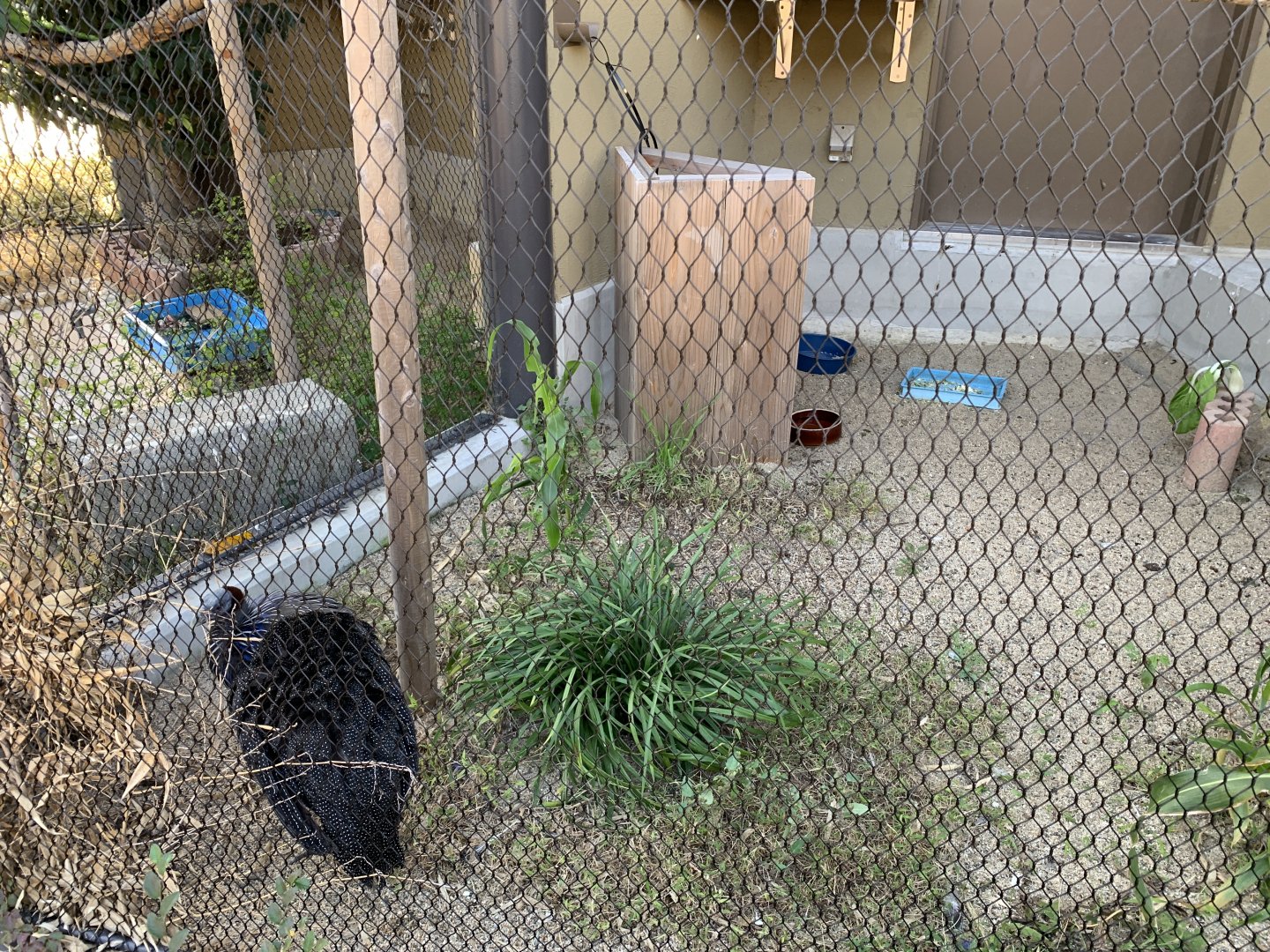 Vulturine Guineafowl