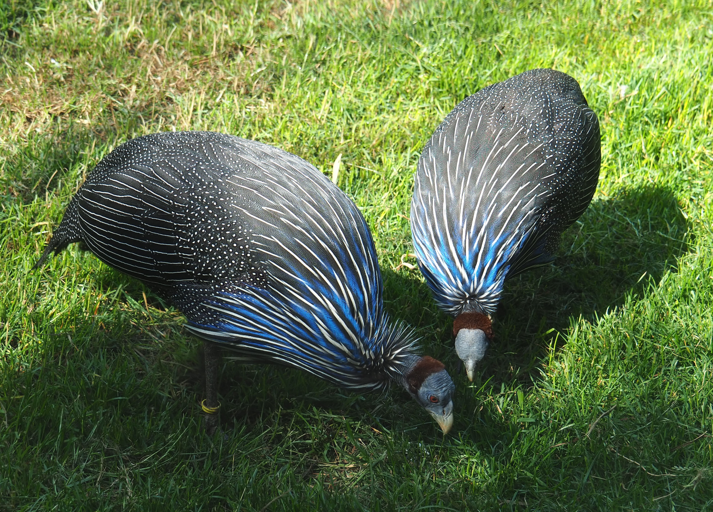 Vulturine guineafowls (Acryllium vulturinum), 2020-06-12
