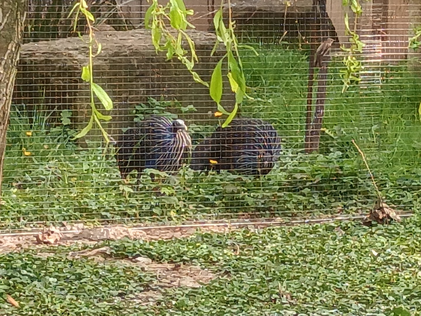 Vulturine Guineafowls