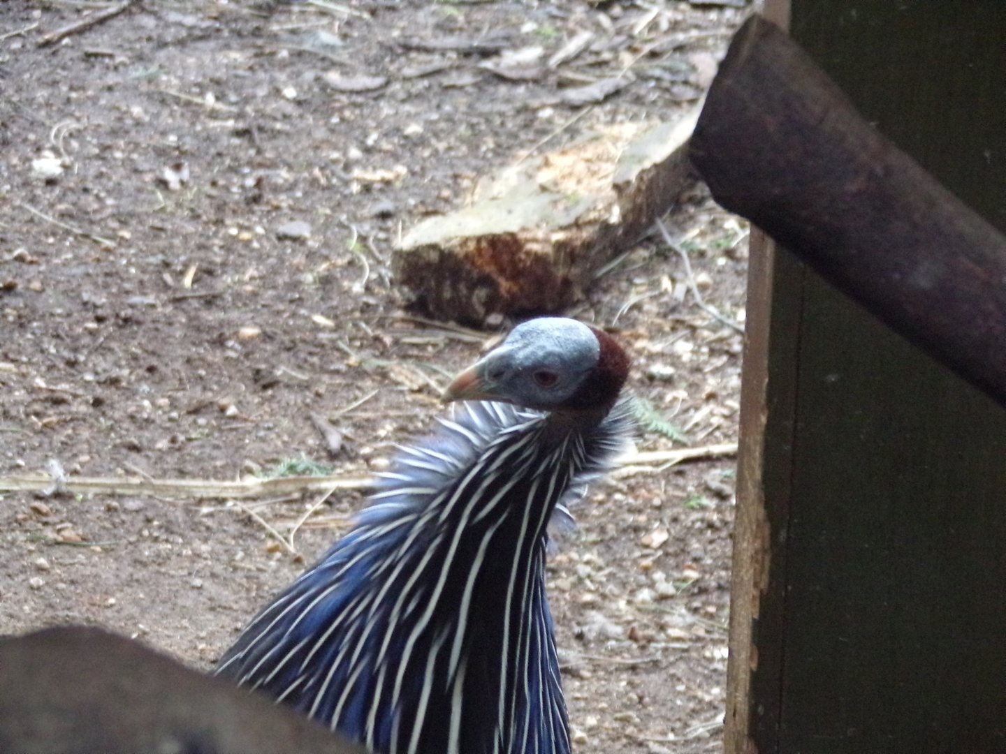 Vulturine gunieafowl 26.2.23