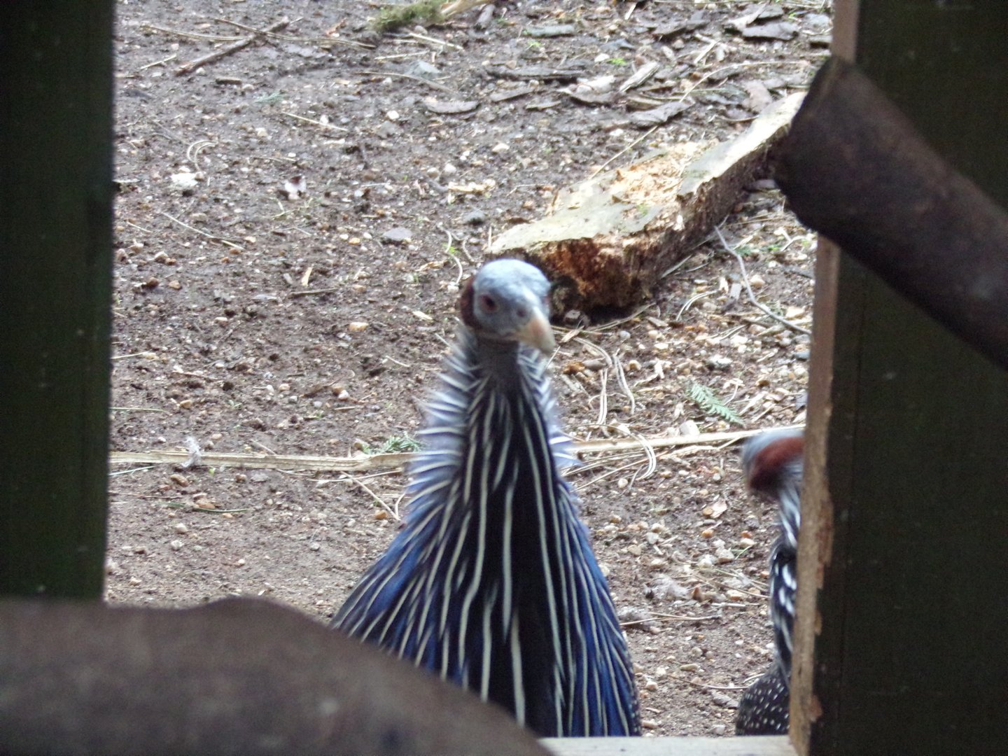 Vulturine gunieafowl 26.2.23