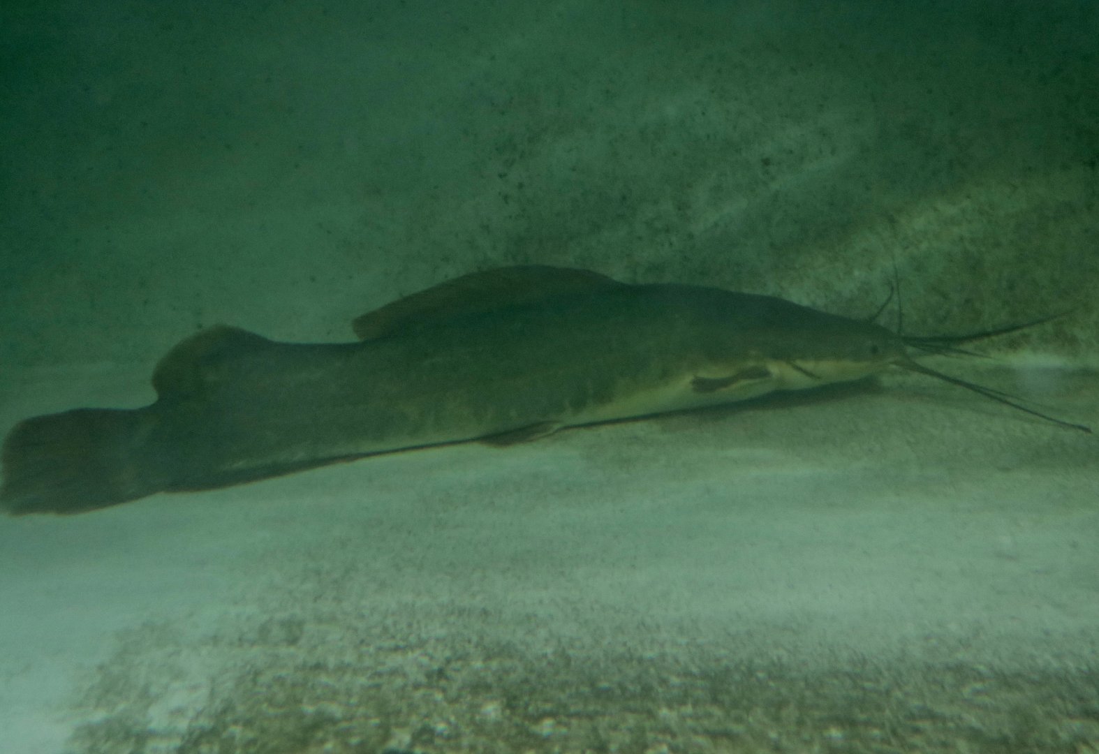 Vundu Catfish (Heterobranchus longifilis)