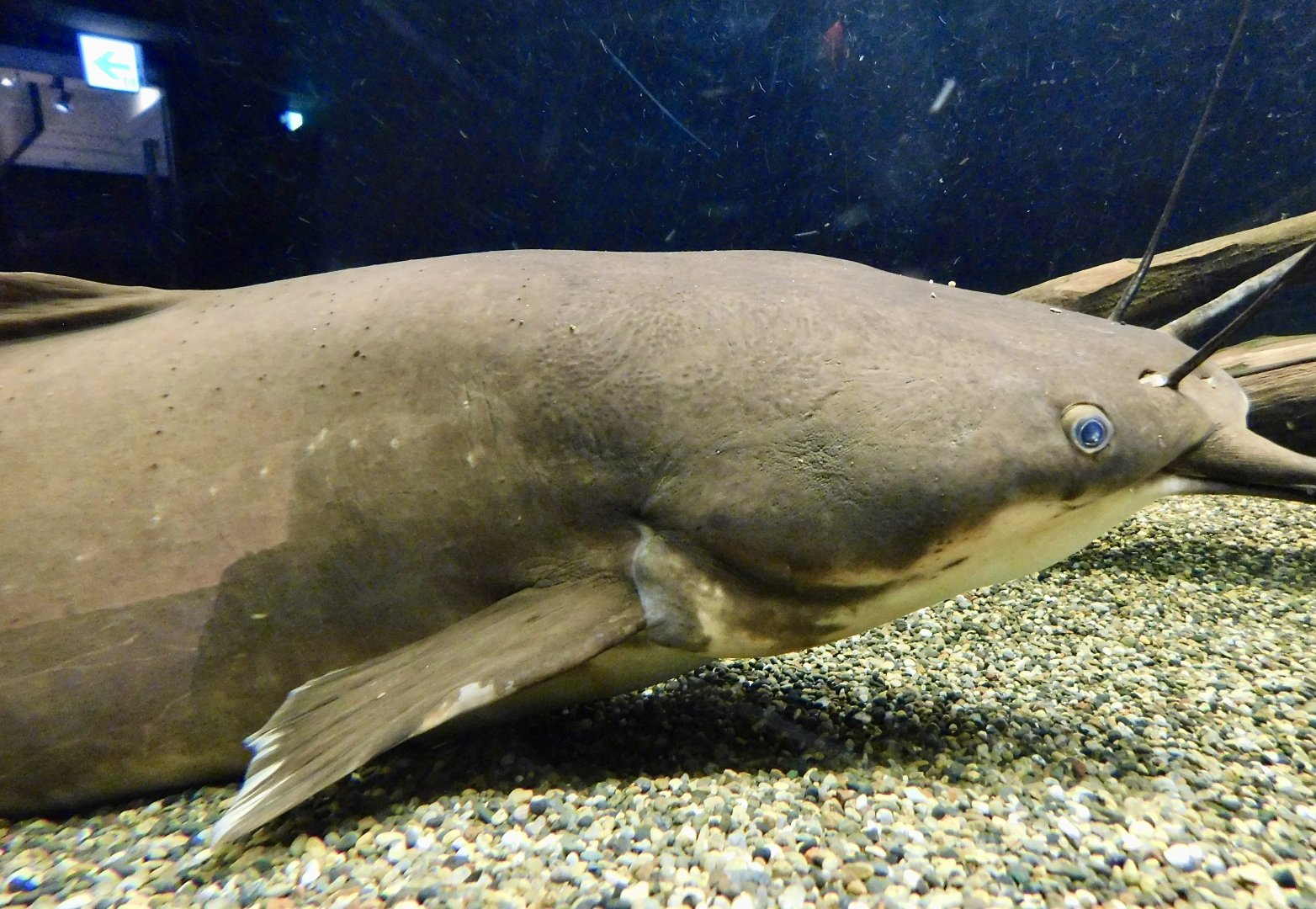 Vundu (Heterobranchus longifilis) - Kawasui Kawasaki Aquarium November 19, 2025