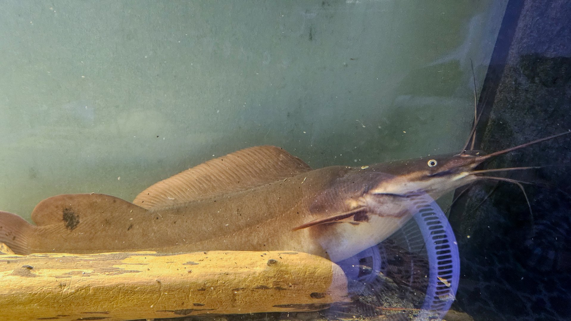 Vundu (Heterobranchus longifilis)