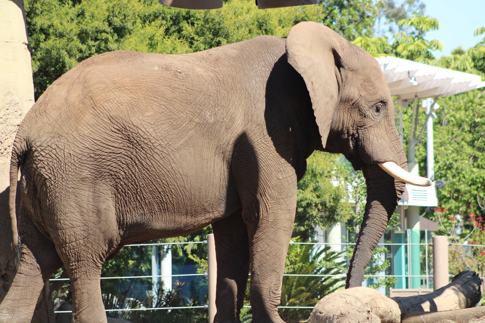 Vus’musi (?) the African Bush Elephant (L. africana)
