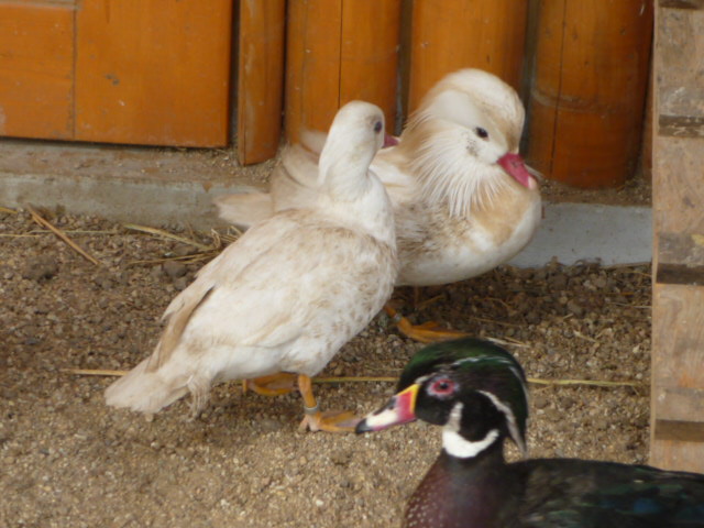 Vykov Zoo March 2009