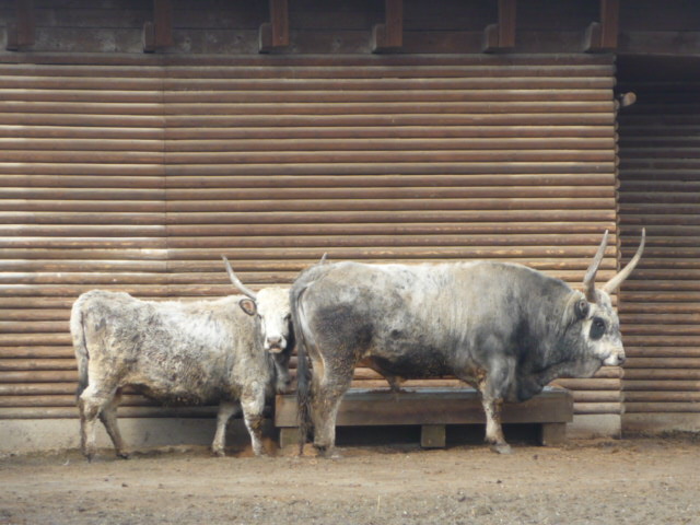 Vykov Zoo March 2009