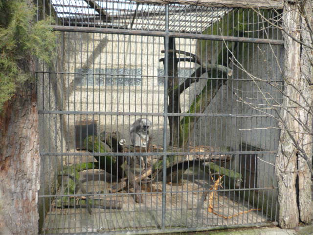 Vykov Zoo March 2009
