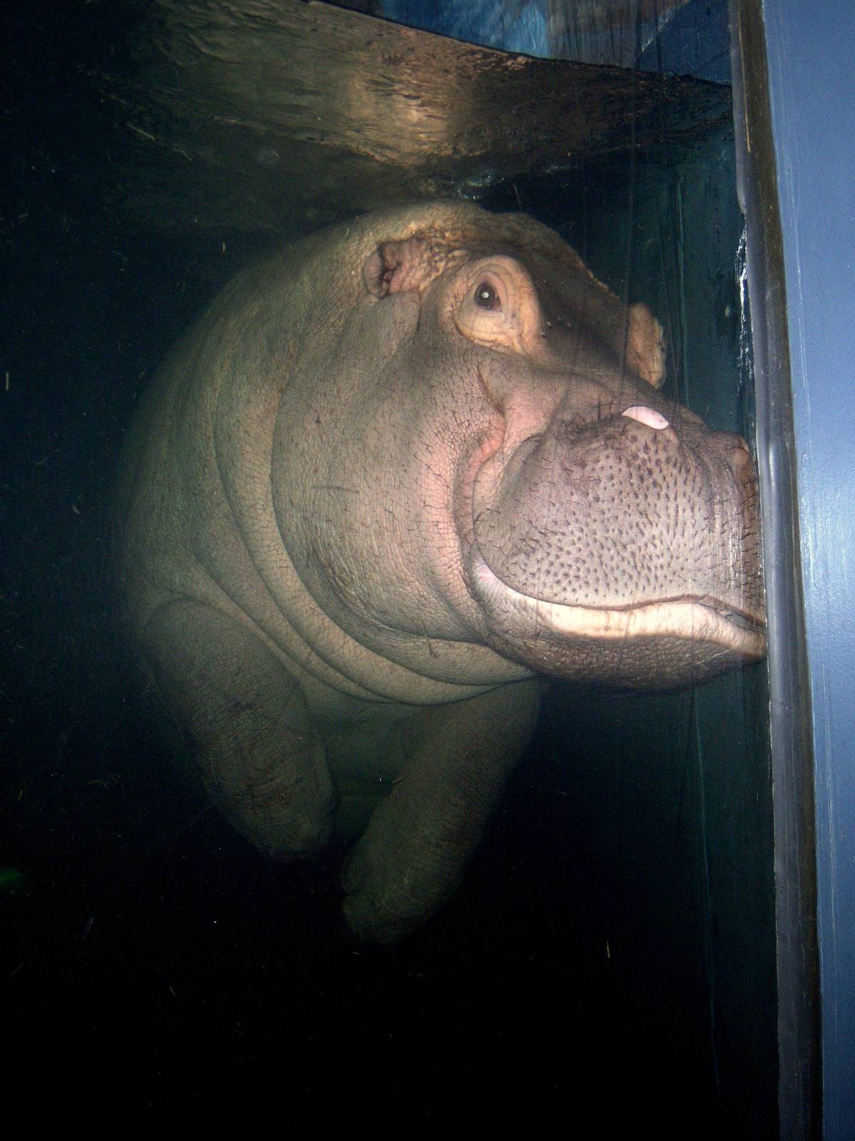 W.A.R.E. Underwater Viewing