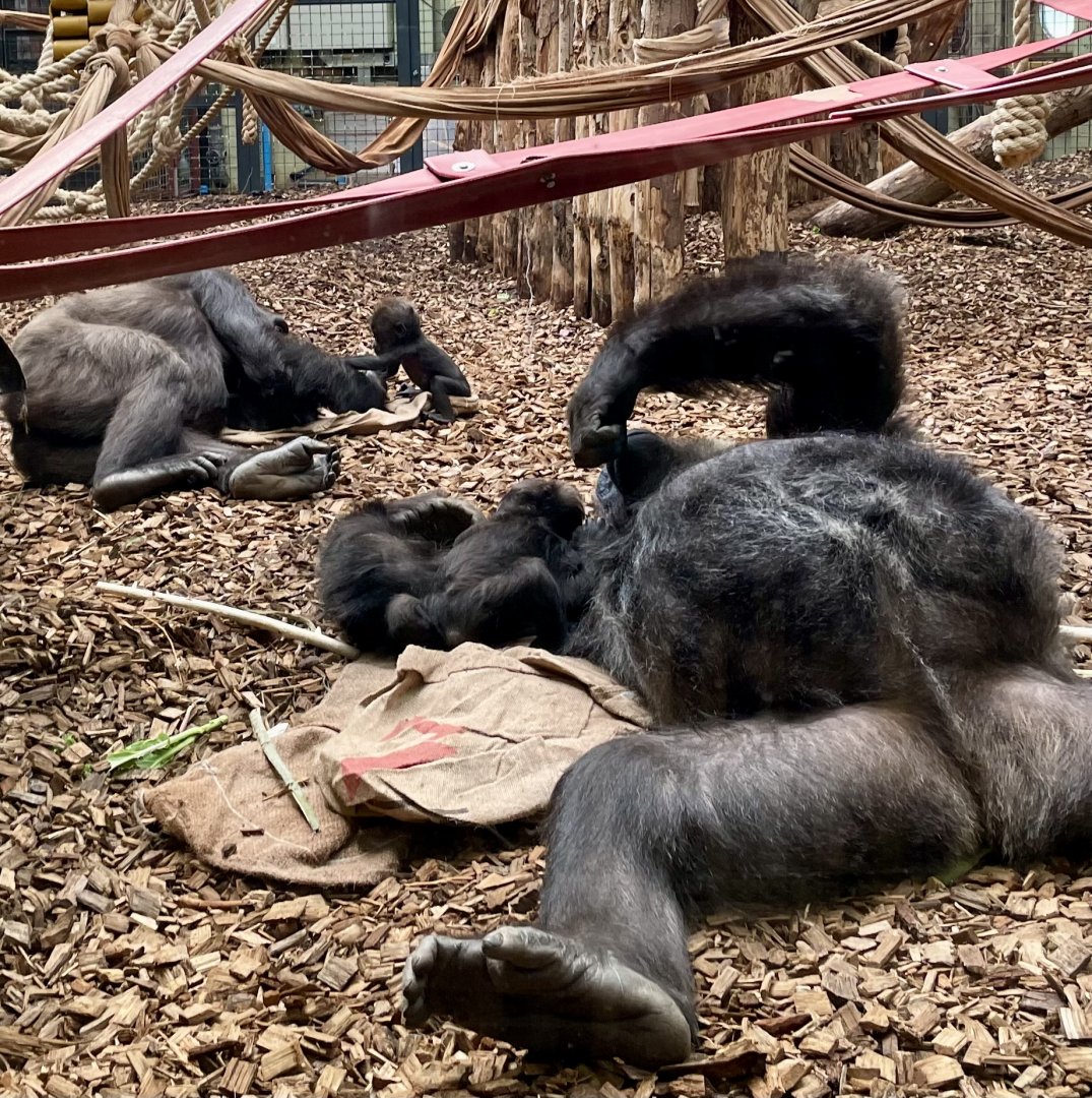 W-L Gorillas Mjukuu and Effie with unnamed offspring.