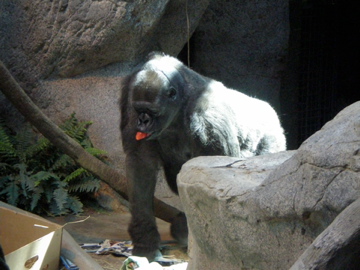 W Lowland Gorilla - Erie Zoo AUG07