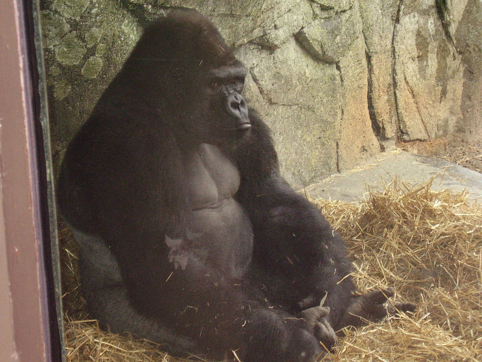 W Lowland gorilla silverback- NC Zoo MAR07
