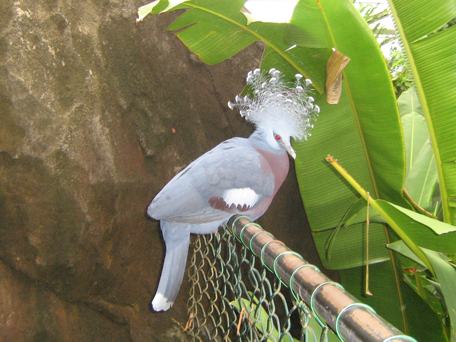 Waaierduif, 16th September 2009.