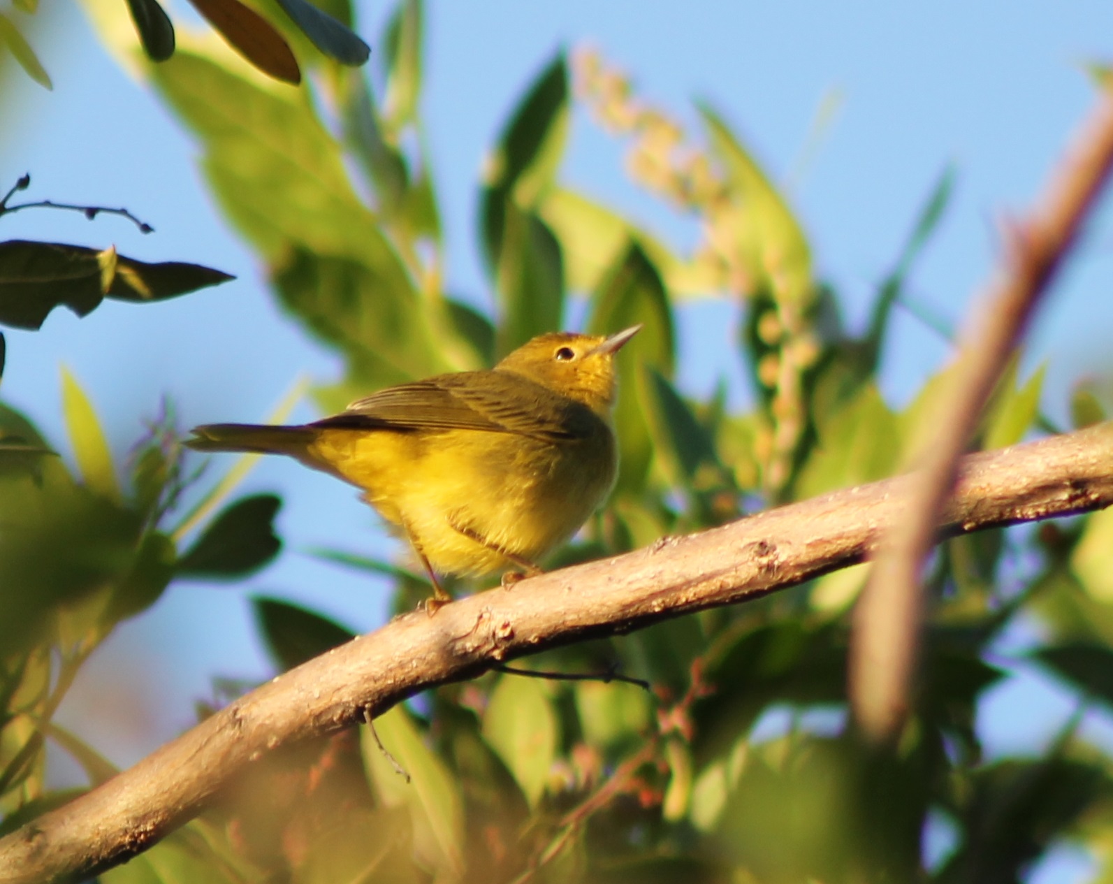Wabler ( mangrove ? )