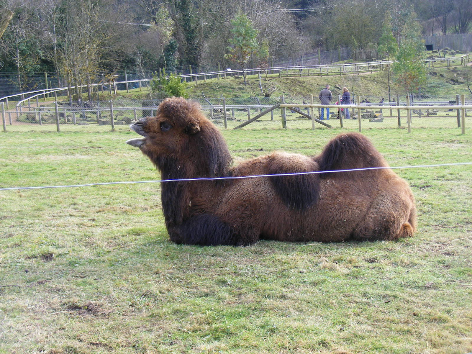 Wacker the Bactrian camel at Marwell Wildlife, 23 January 2011