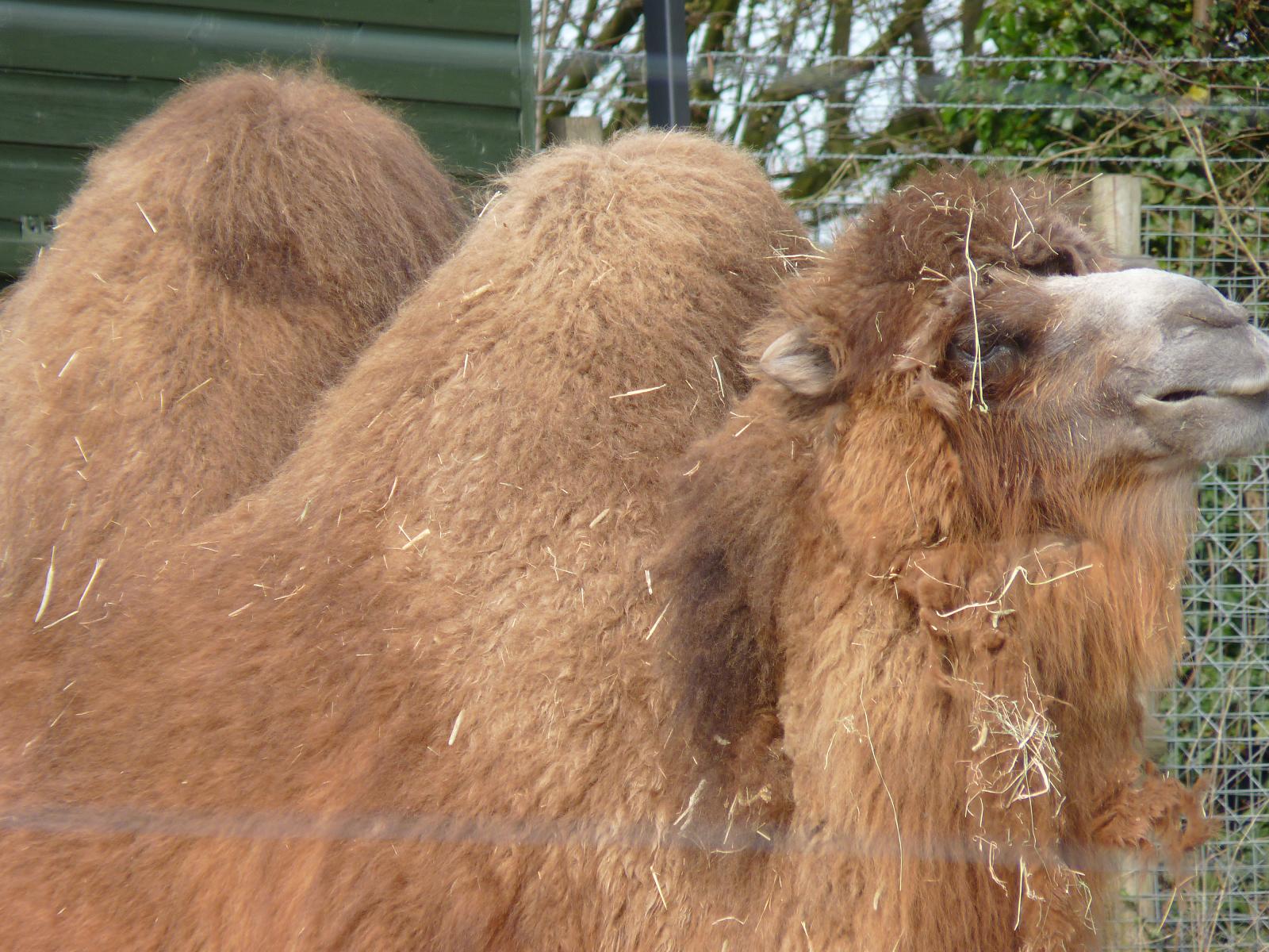 Wacker the Bactrian Camel