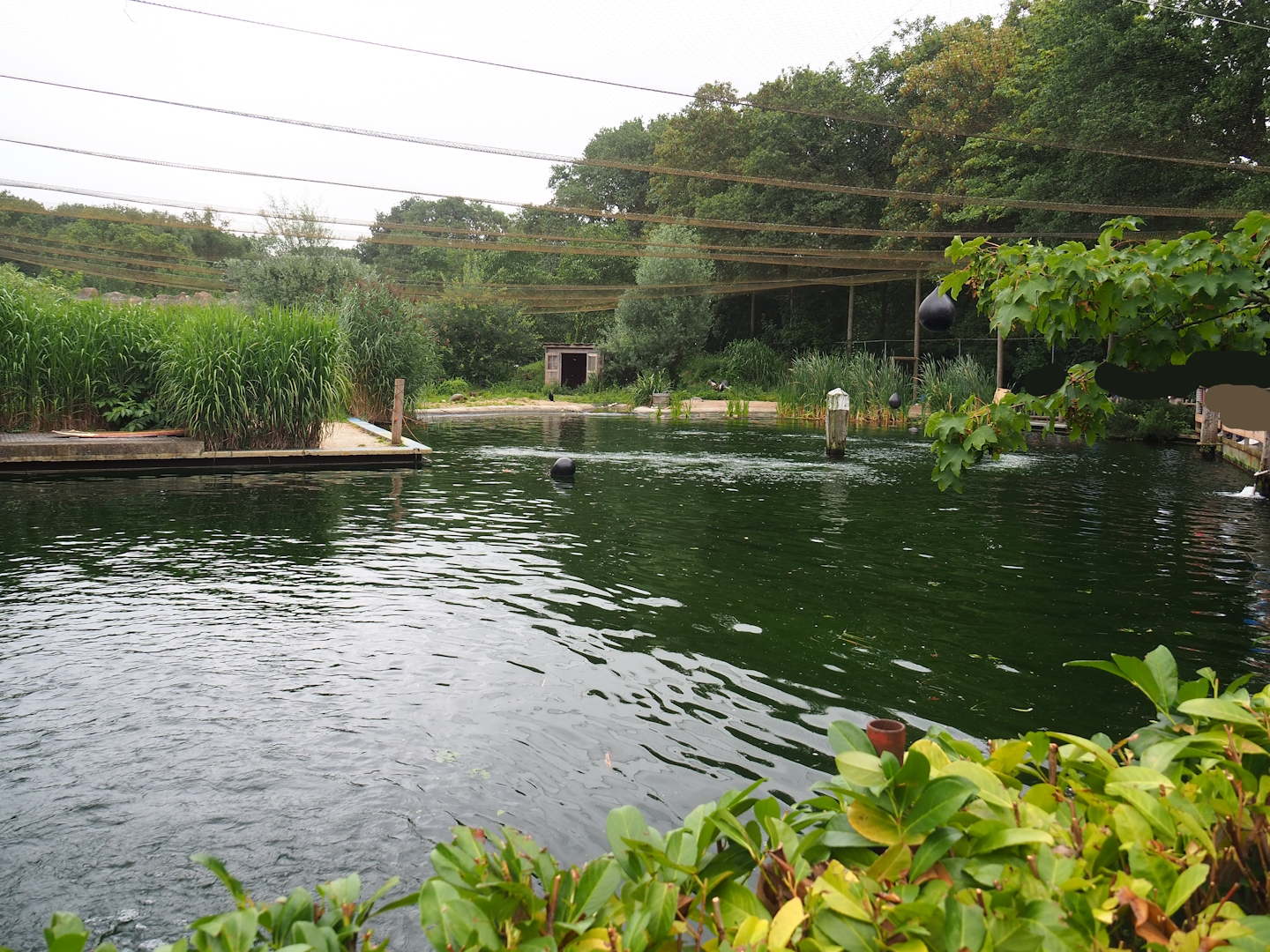 Wadden aviary with Harbor seals and Great cormorants, 2023-08-17