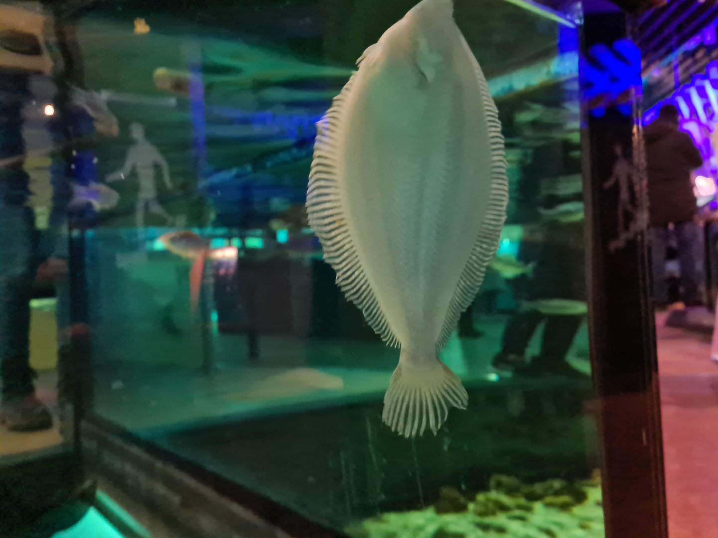 Wadden tank - Flatfish