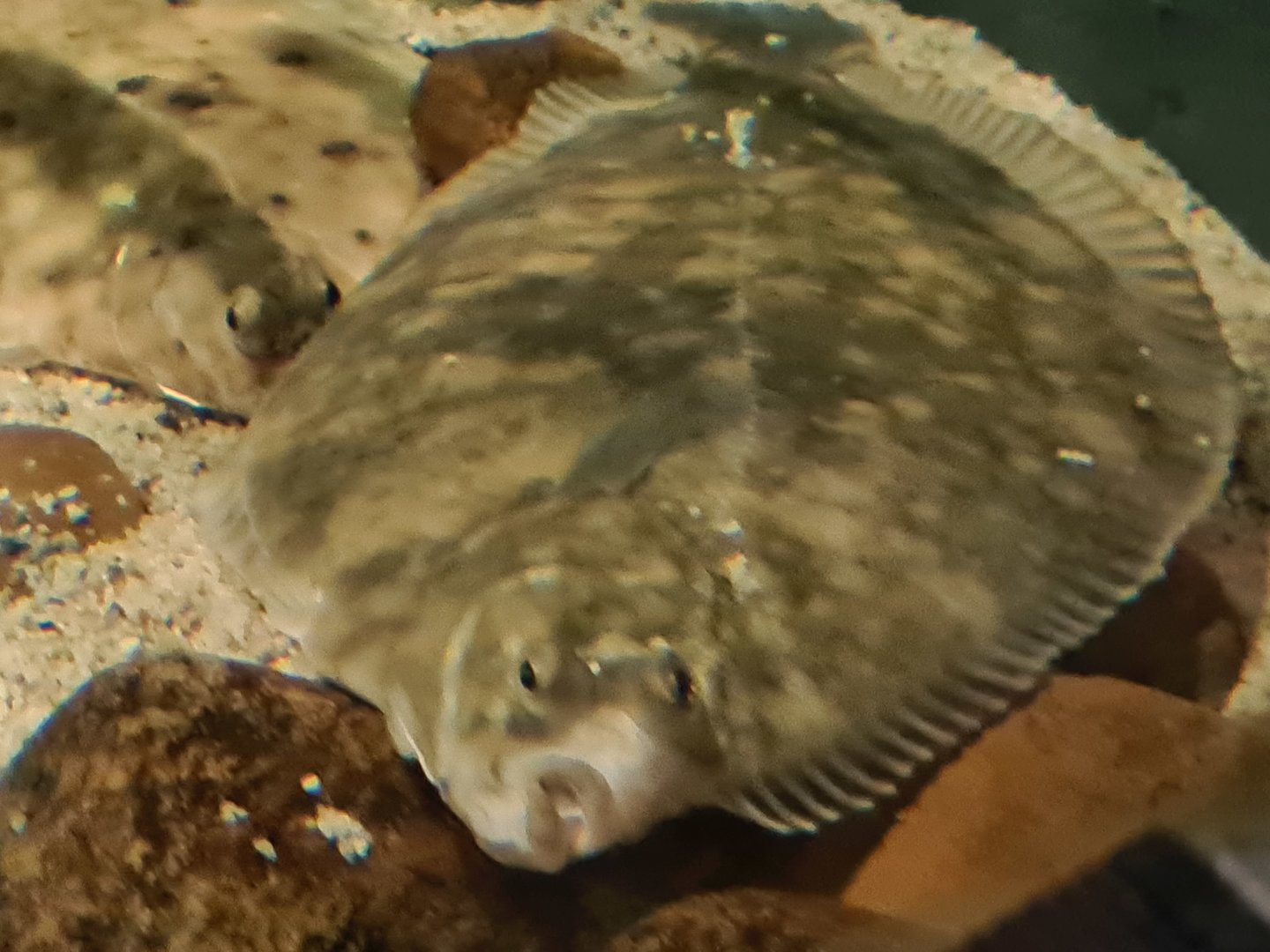 Wadden tank - Flatfish