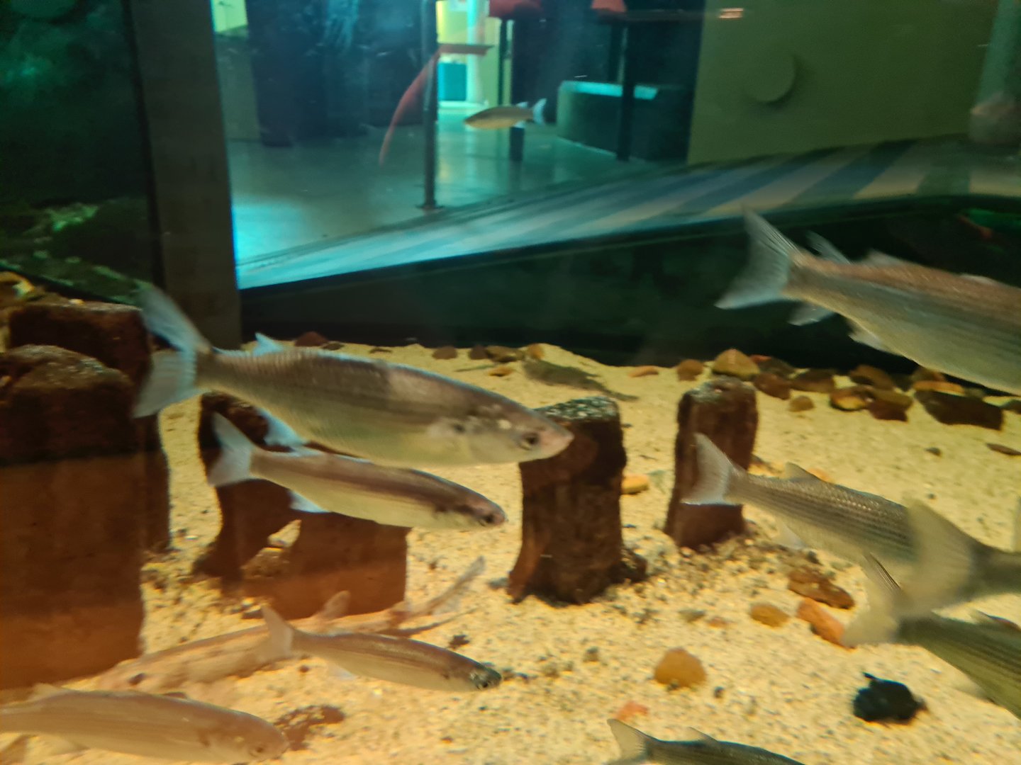 Wadden tank - Thicklip grey mullets